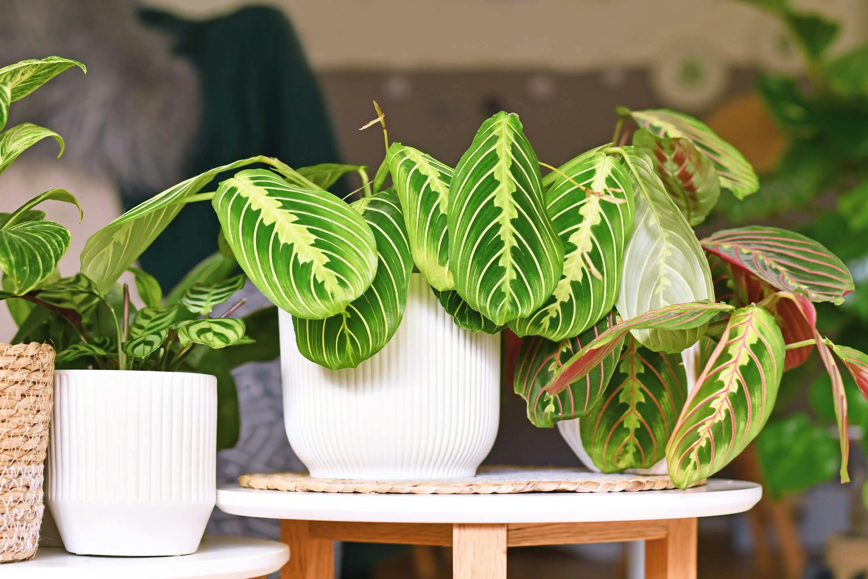 Prayer plants are a great option for cats and dogs. A variety of prayer plants on coffee tables in white pots.