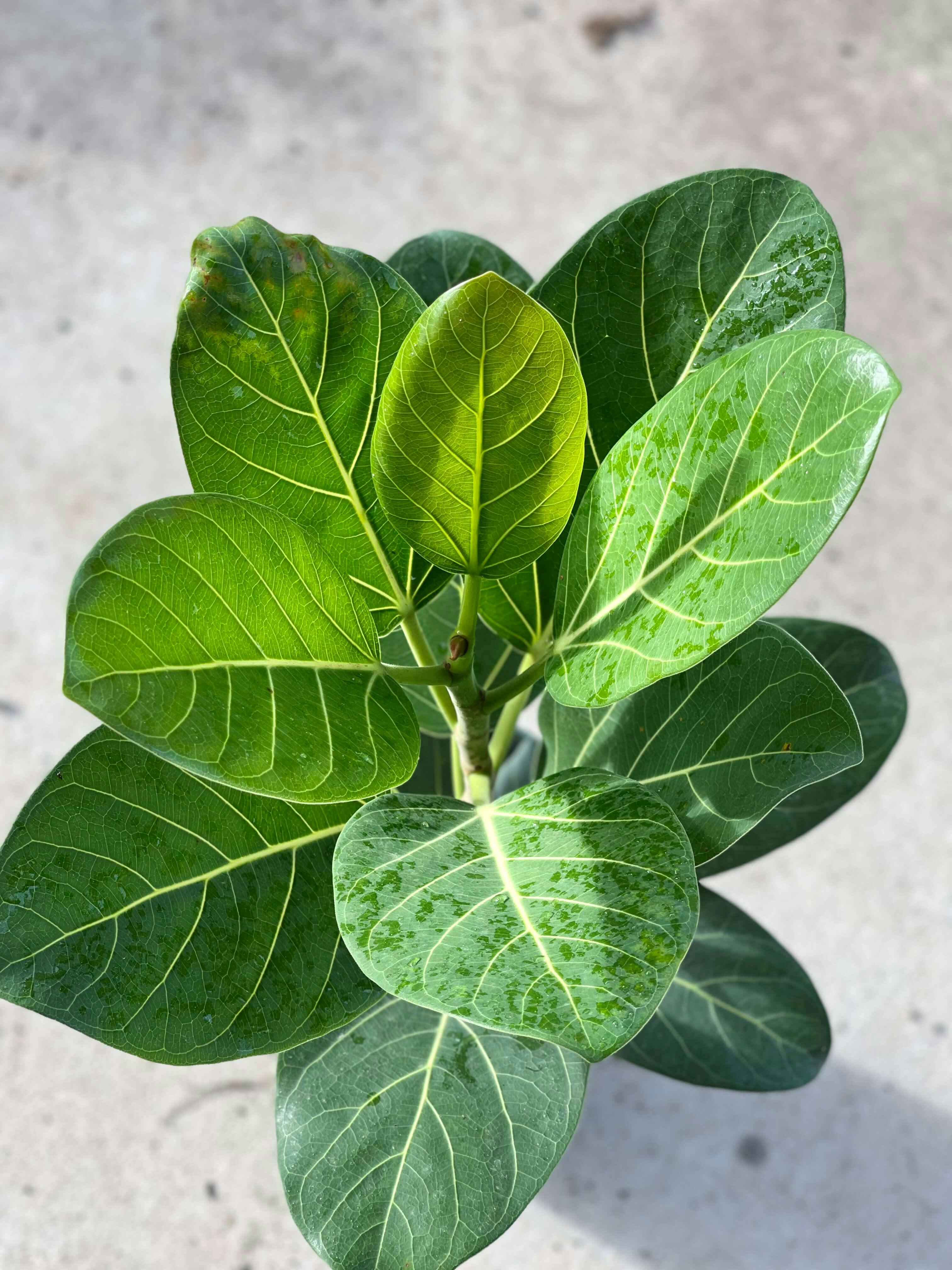 Ficus Audrey bright green leaves.
