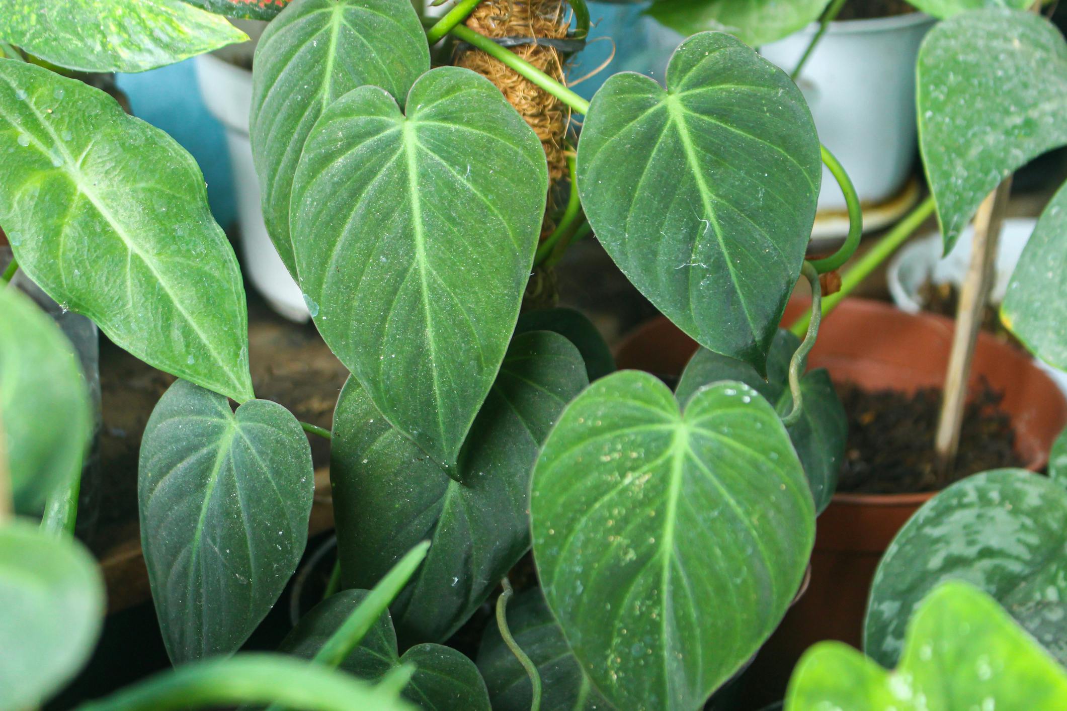 Philodendron Micans Leaves