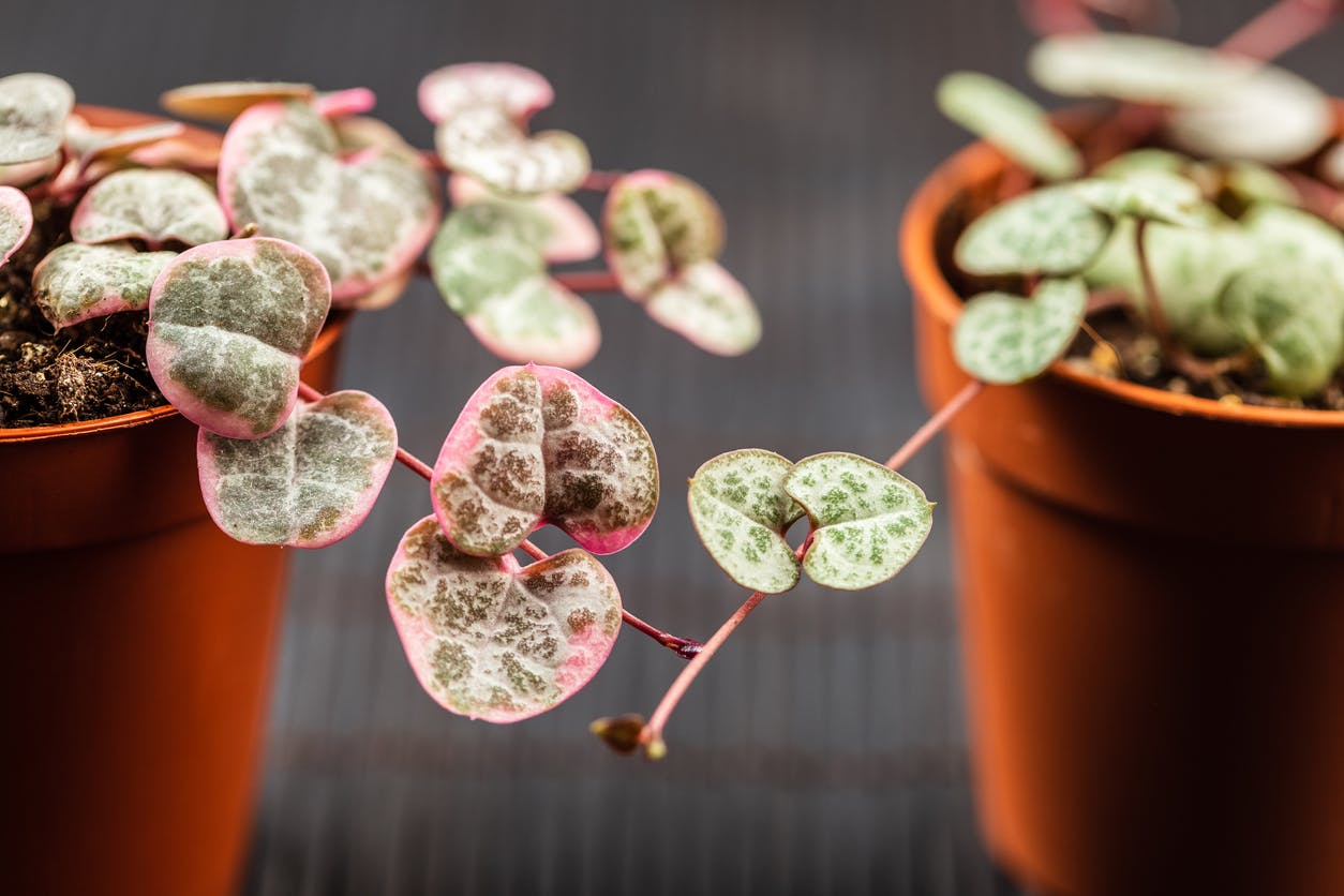String of Hearts Variegated Close Up