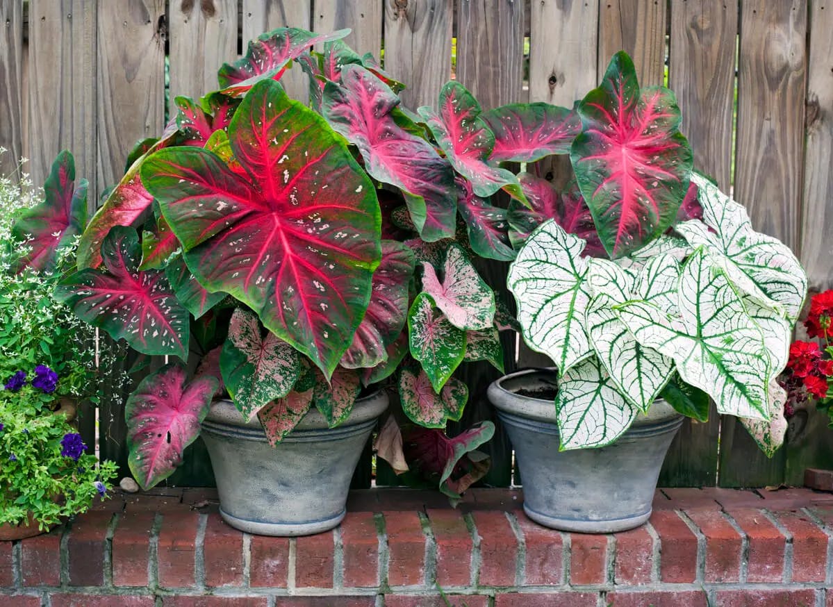 Beautiful display of different colored Caladiums from white, green to green and pink caladiums.
