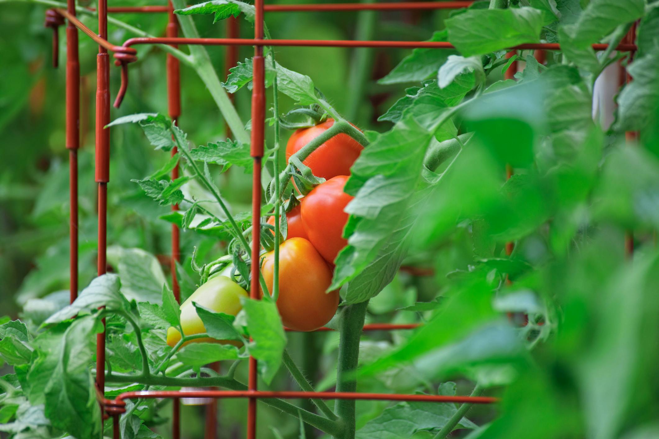 Tomatoes in tomato cages