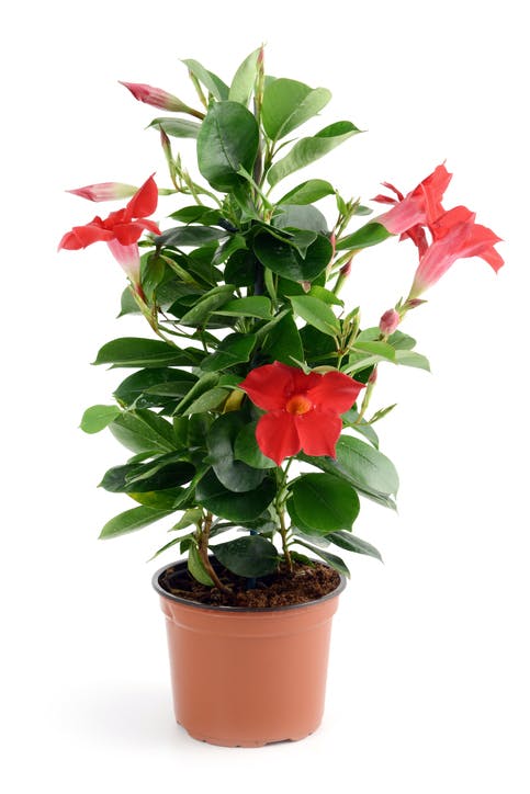 Dipladenia - Bushy in pot