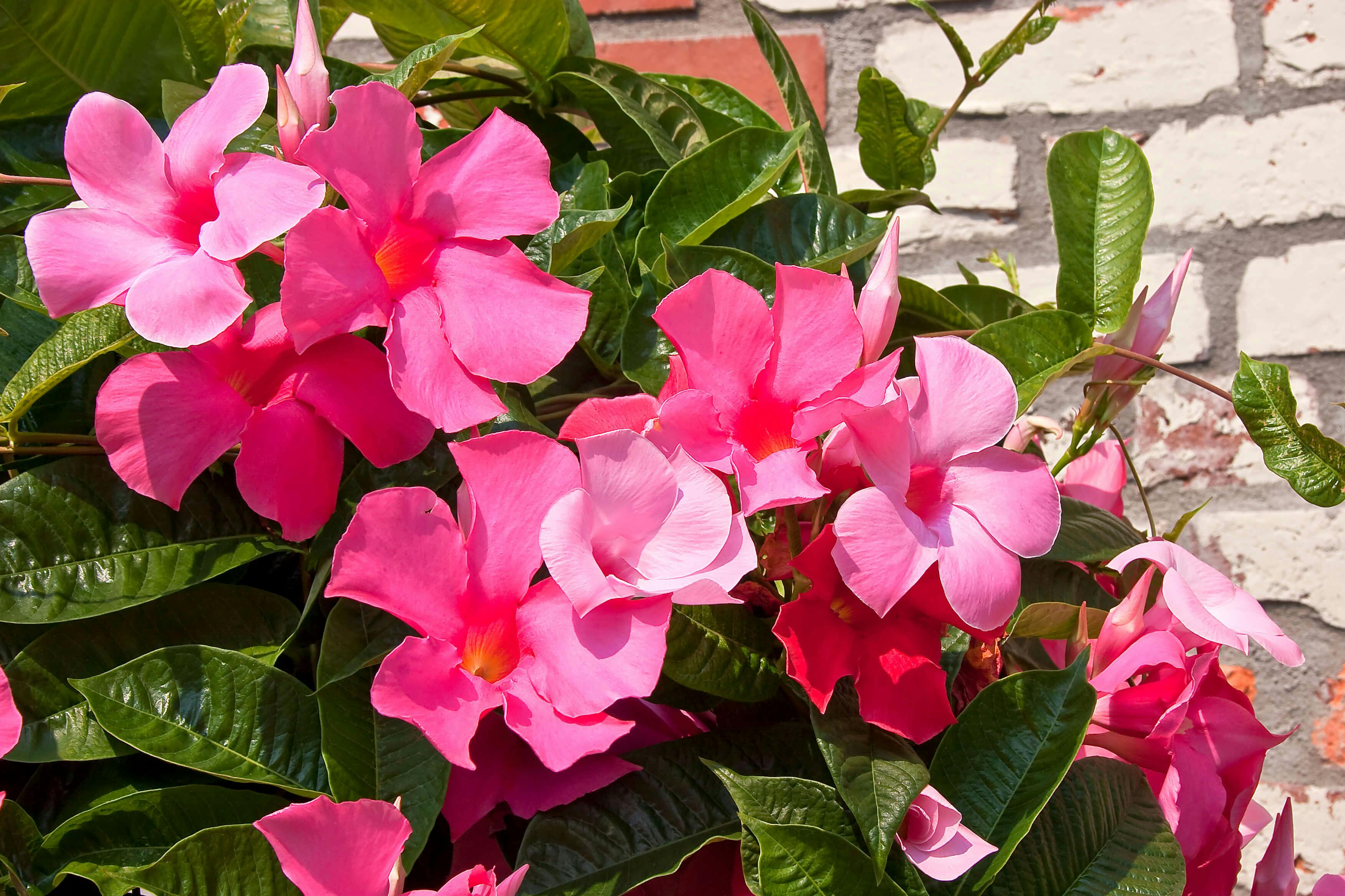 Pink Mandevilla flowers