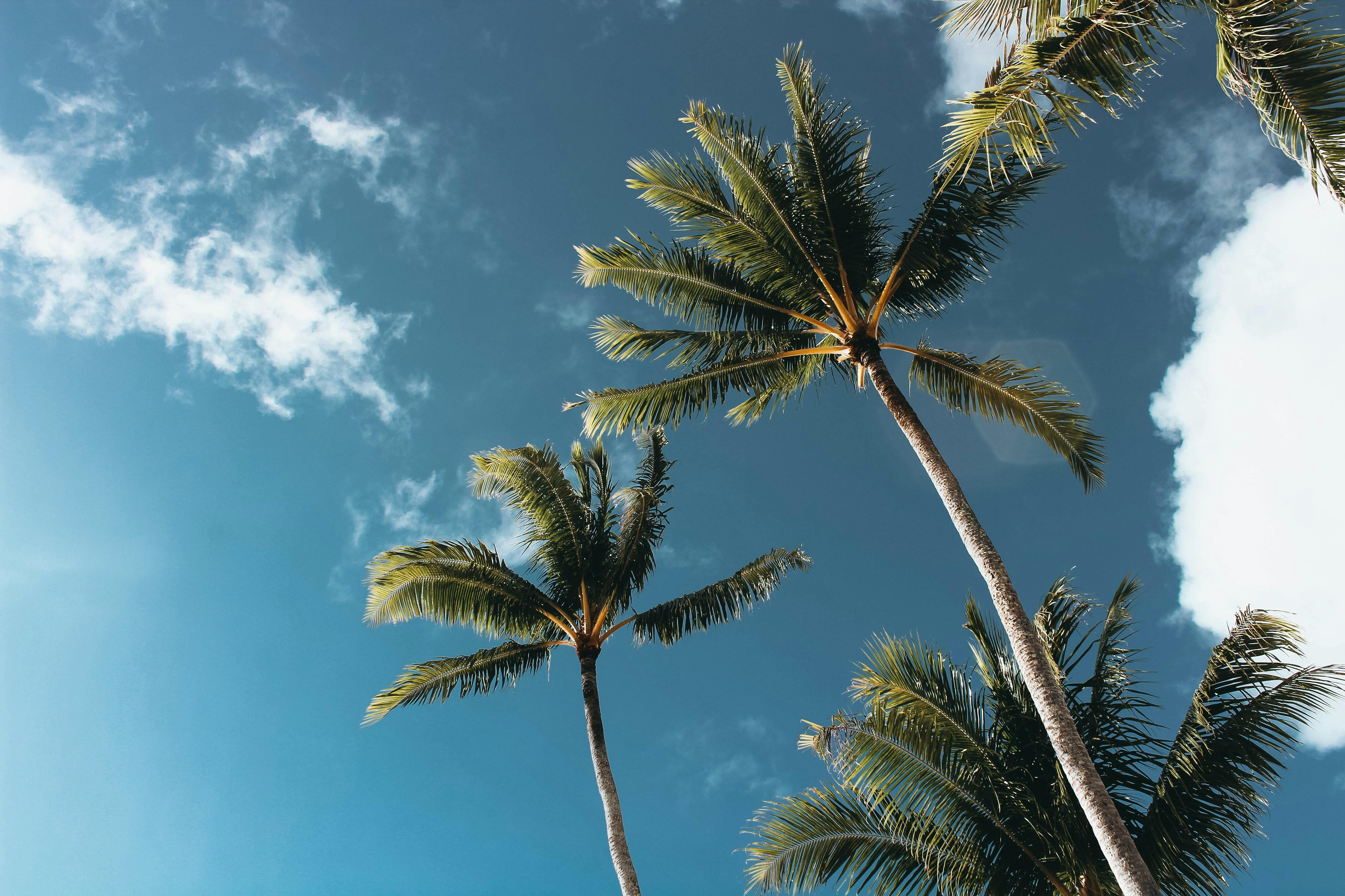 Picture of palm trees