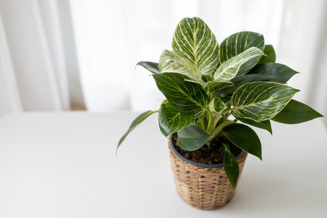 Philodendron Birkin on table