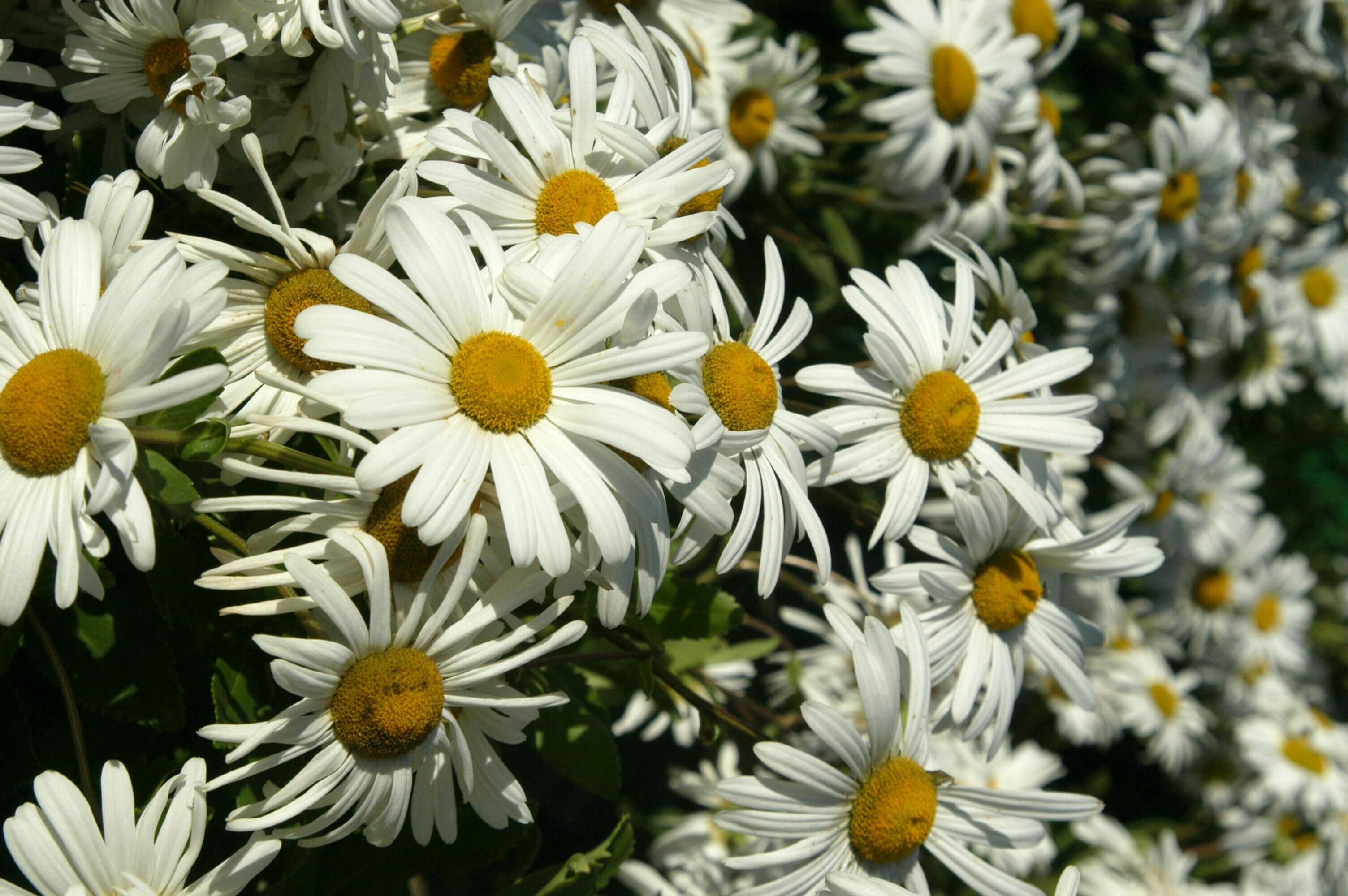 Montauk Daisy Closeup of flowers