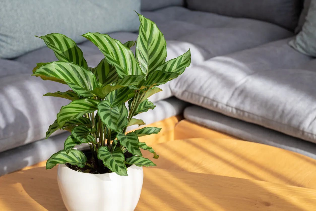 Calathea plant in a white pot on a table top with a gray sofa in the background.