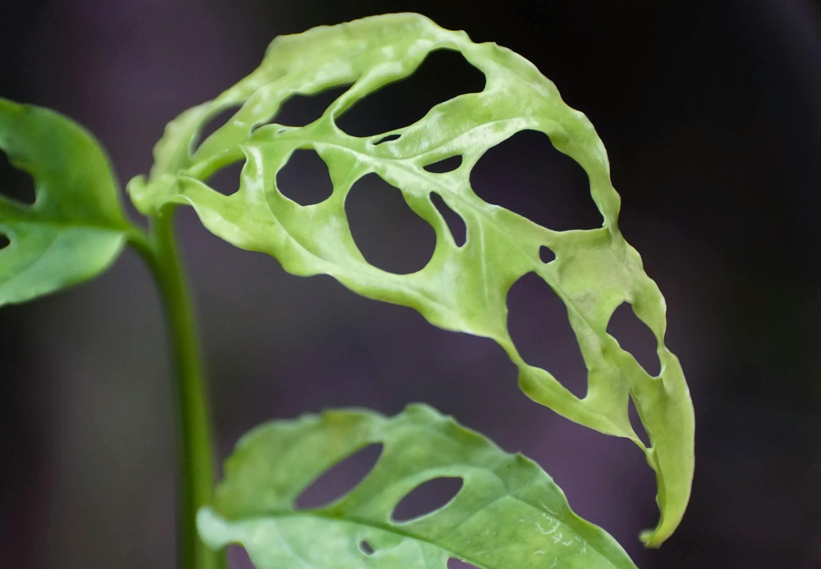 Close up of a young monstera obliqua leaf.