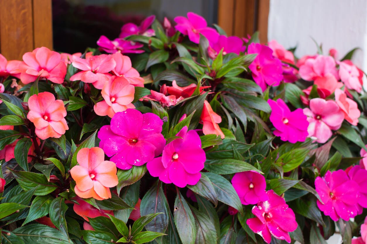 New Guinea Impatiens fuschia and coral pink colored blooms.