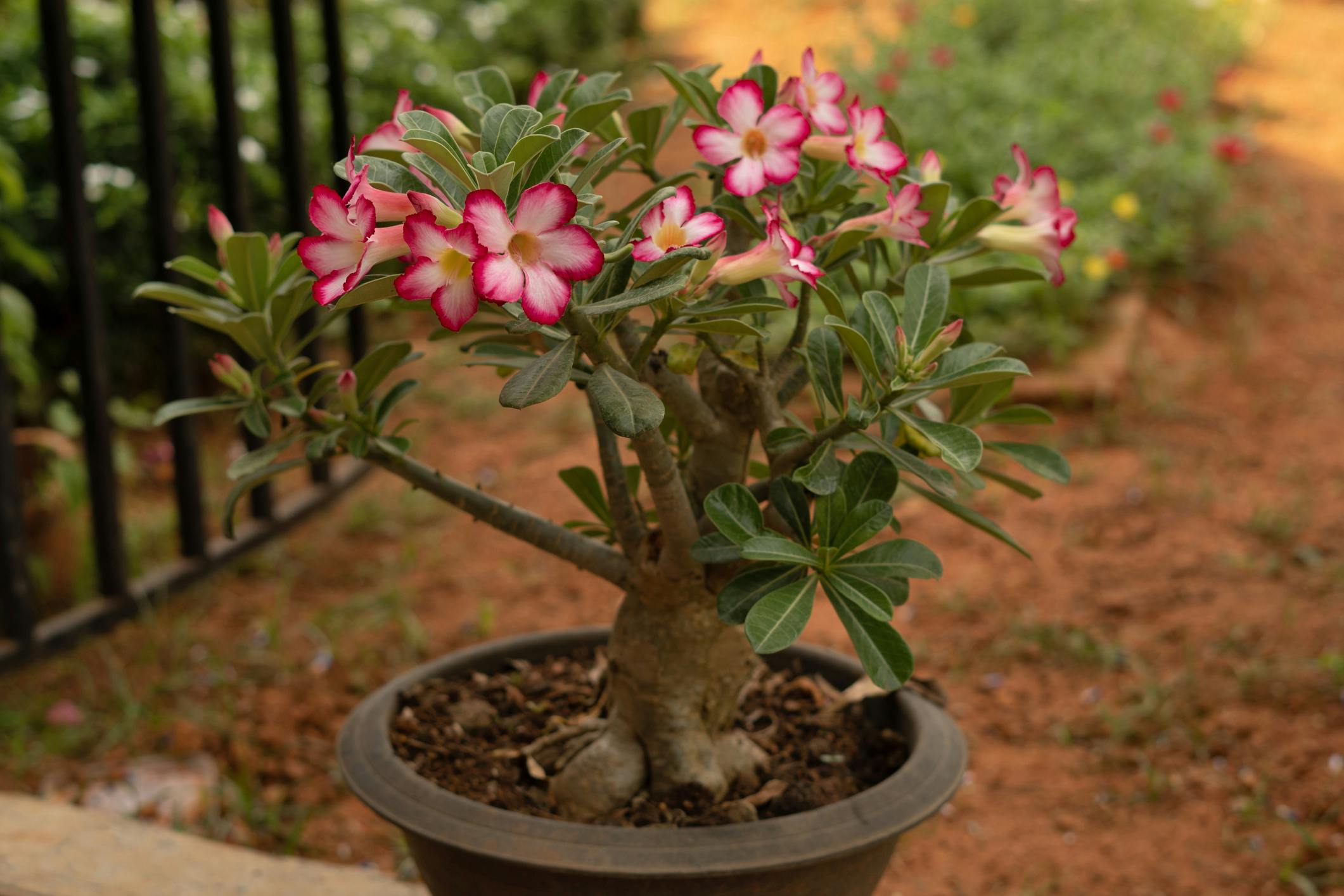 Desert Rose with white and pink blooms in outdoor garden pot.