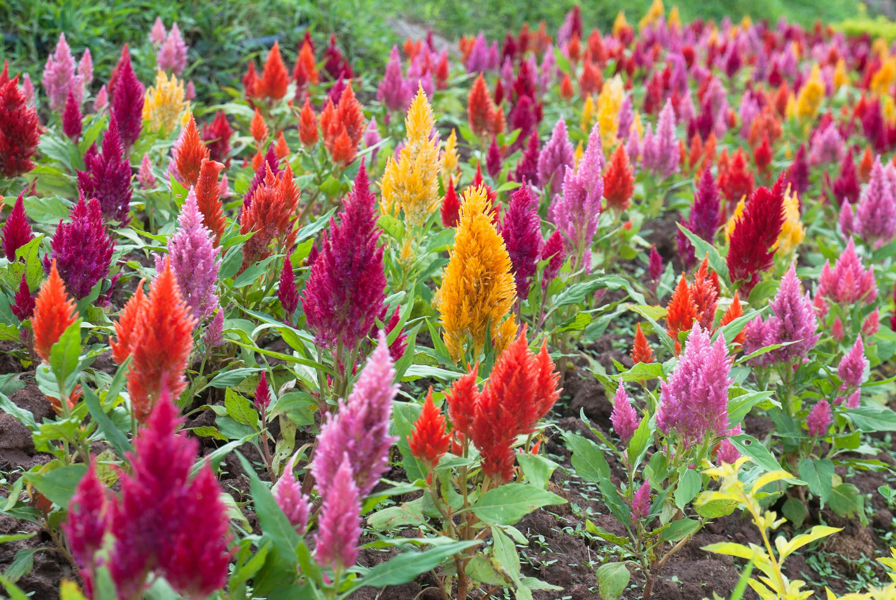 Colorful celosia plant flower blooms in a row