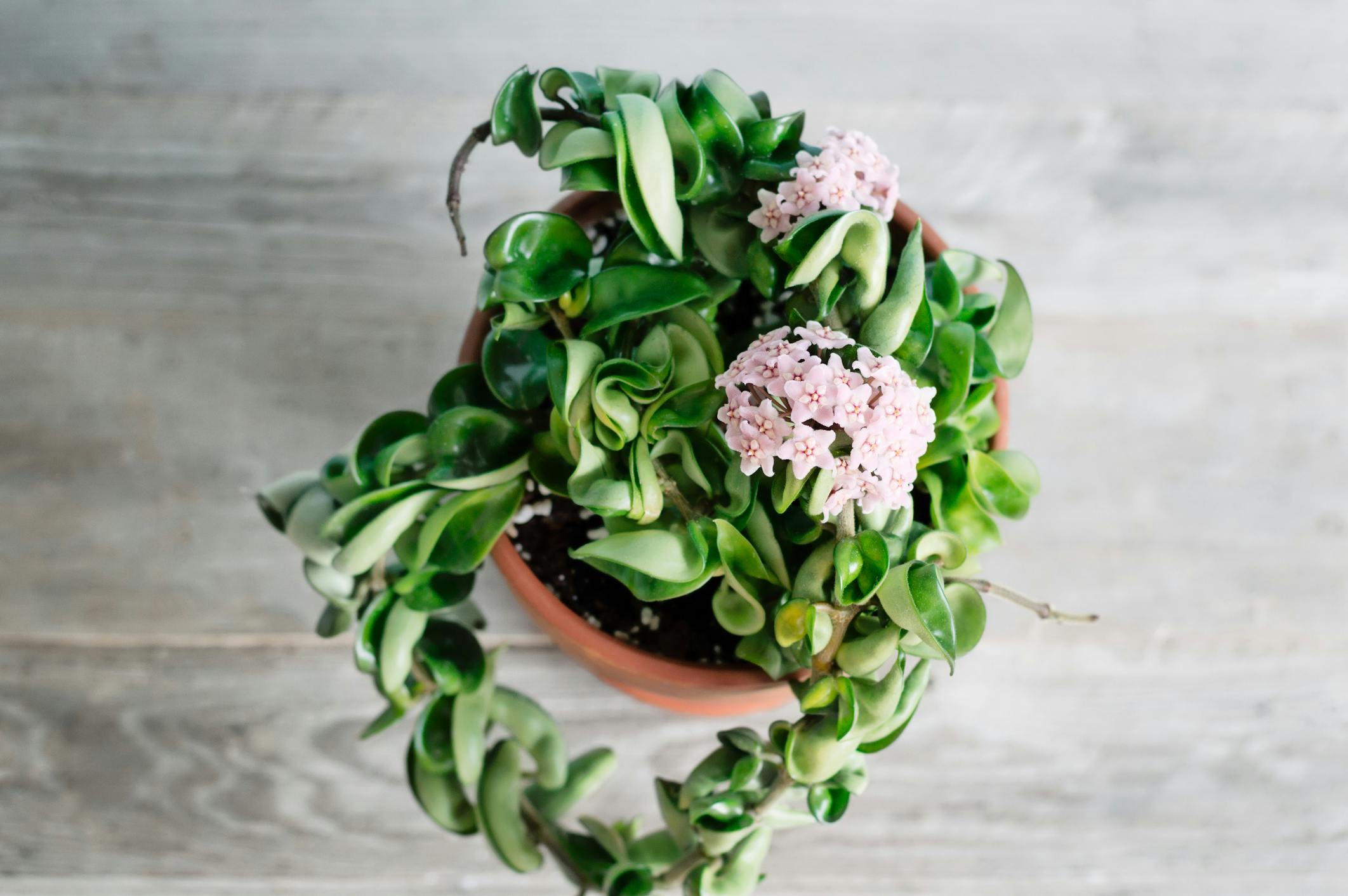 Hoya Carnosa with blooms