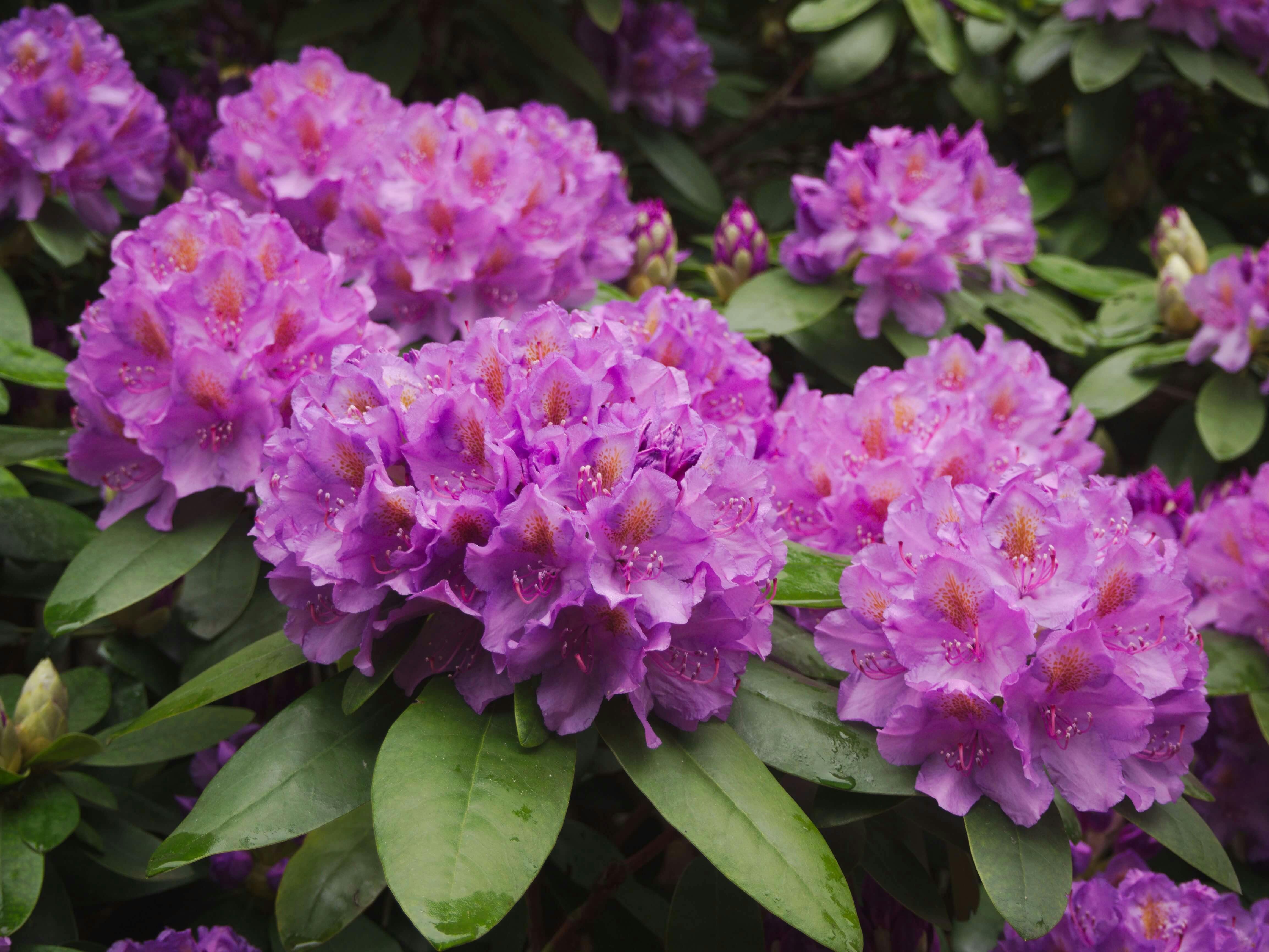 Rhododendron bushes purple