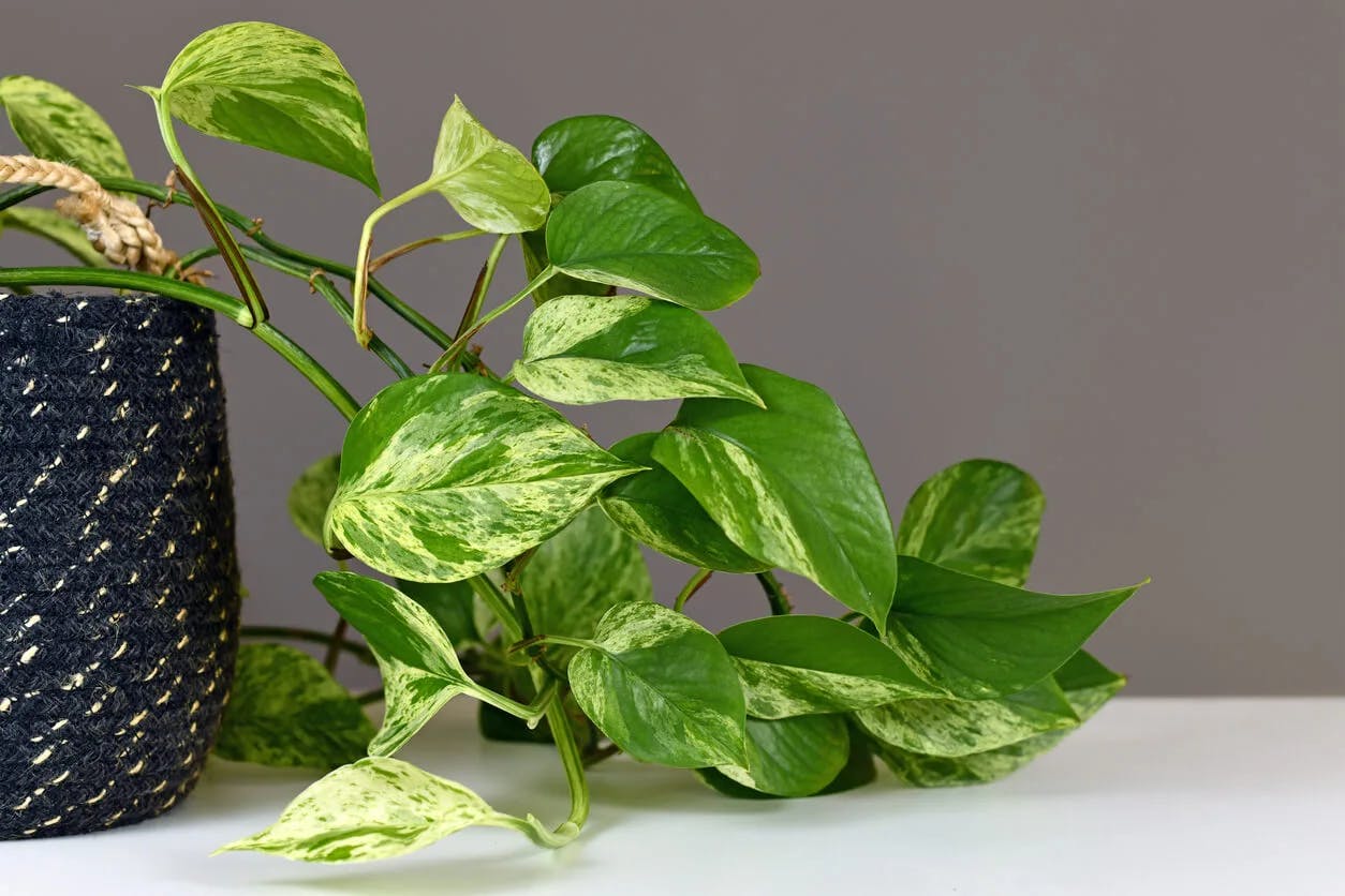beautiful variegated pothos plant in a black pot.