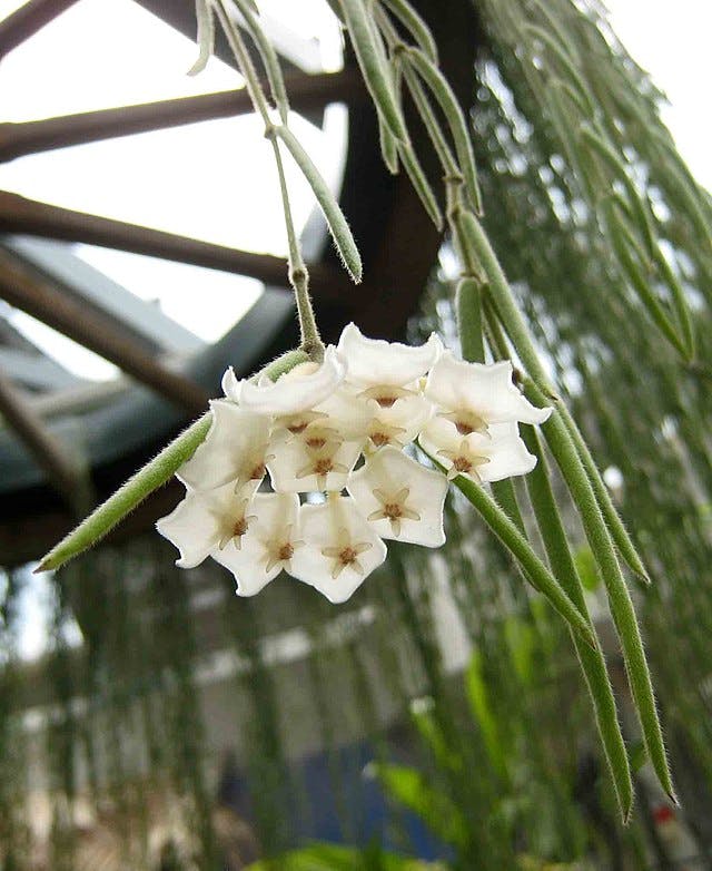 Hoya Linearis White Bloom in a botanical garden