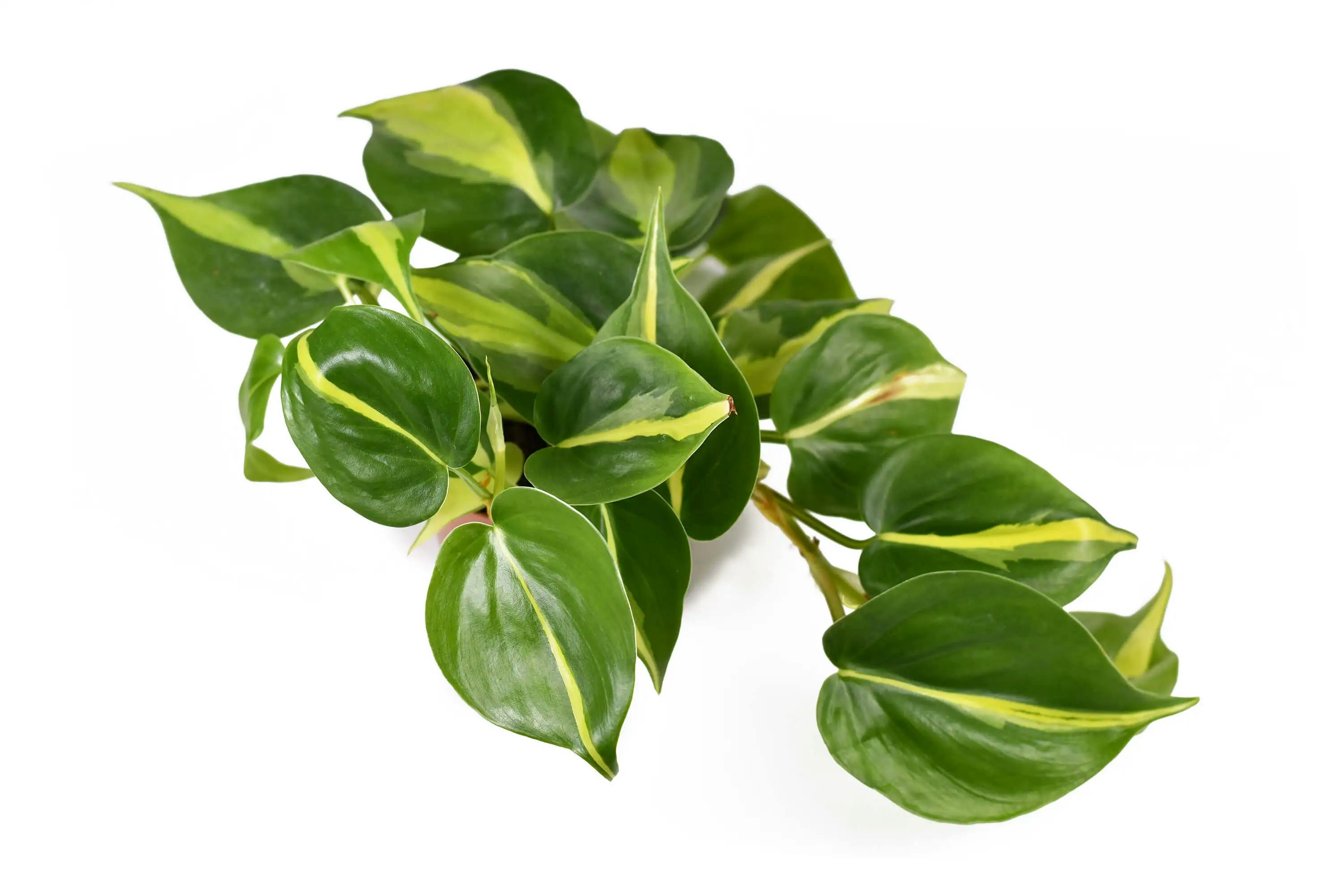 brazilian philodendron toxic to cats