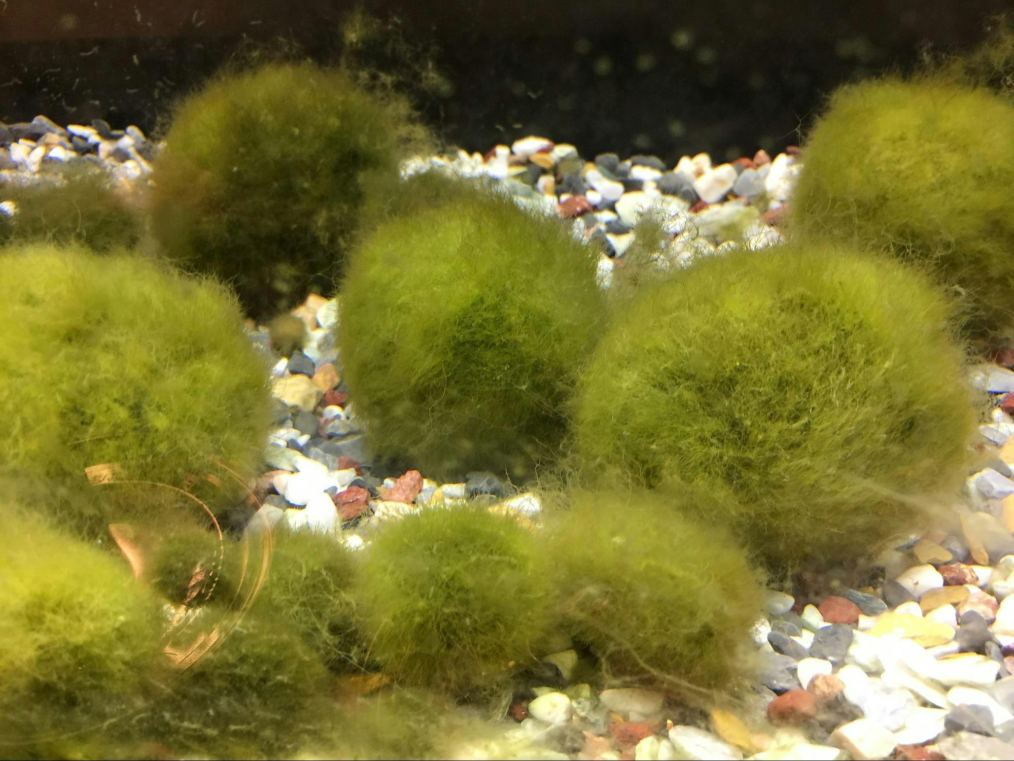 Marimo Moss Ball