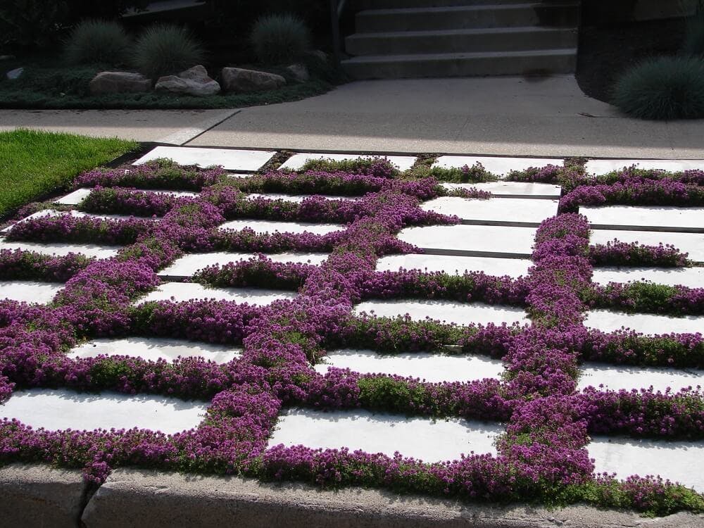 Is Creeping Thyme Toxic To Dogs