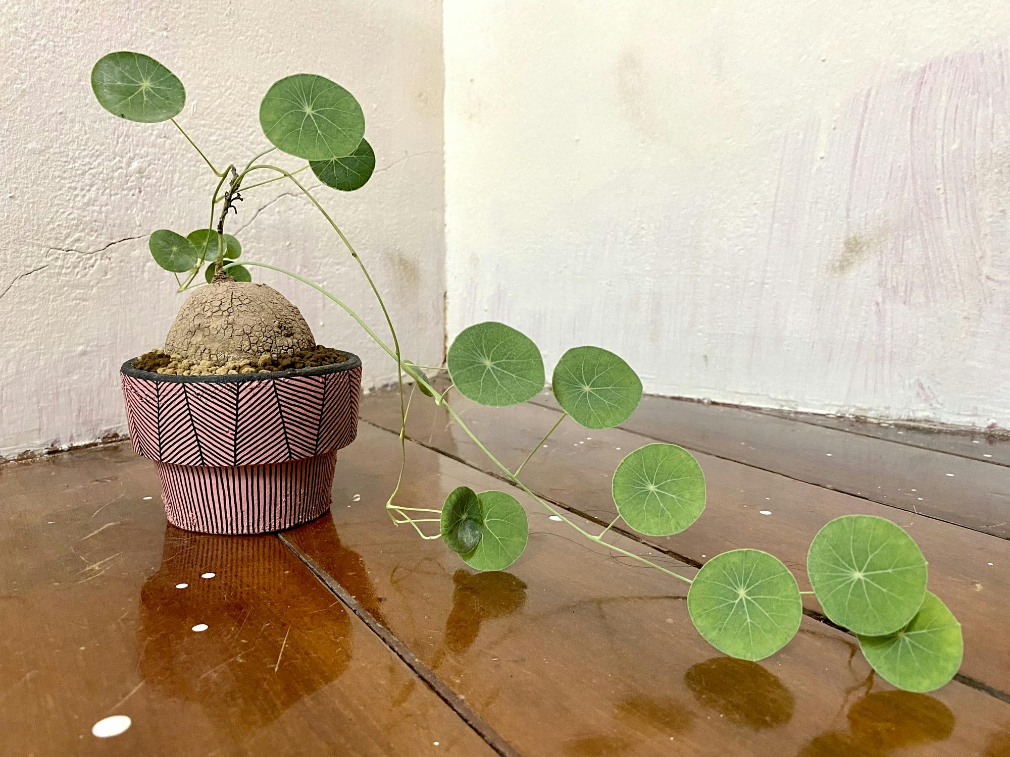 Stephania Erecta in a pot with vining leaves