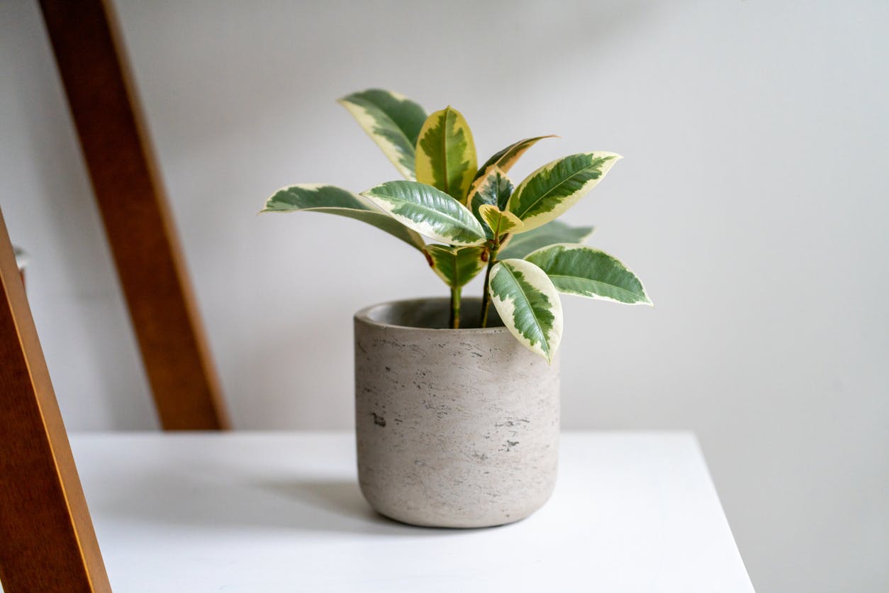 Ficus Tineke