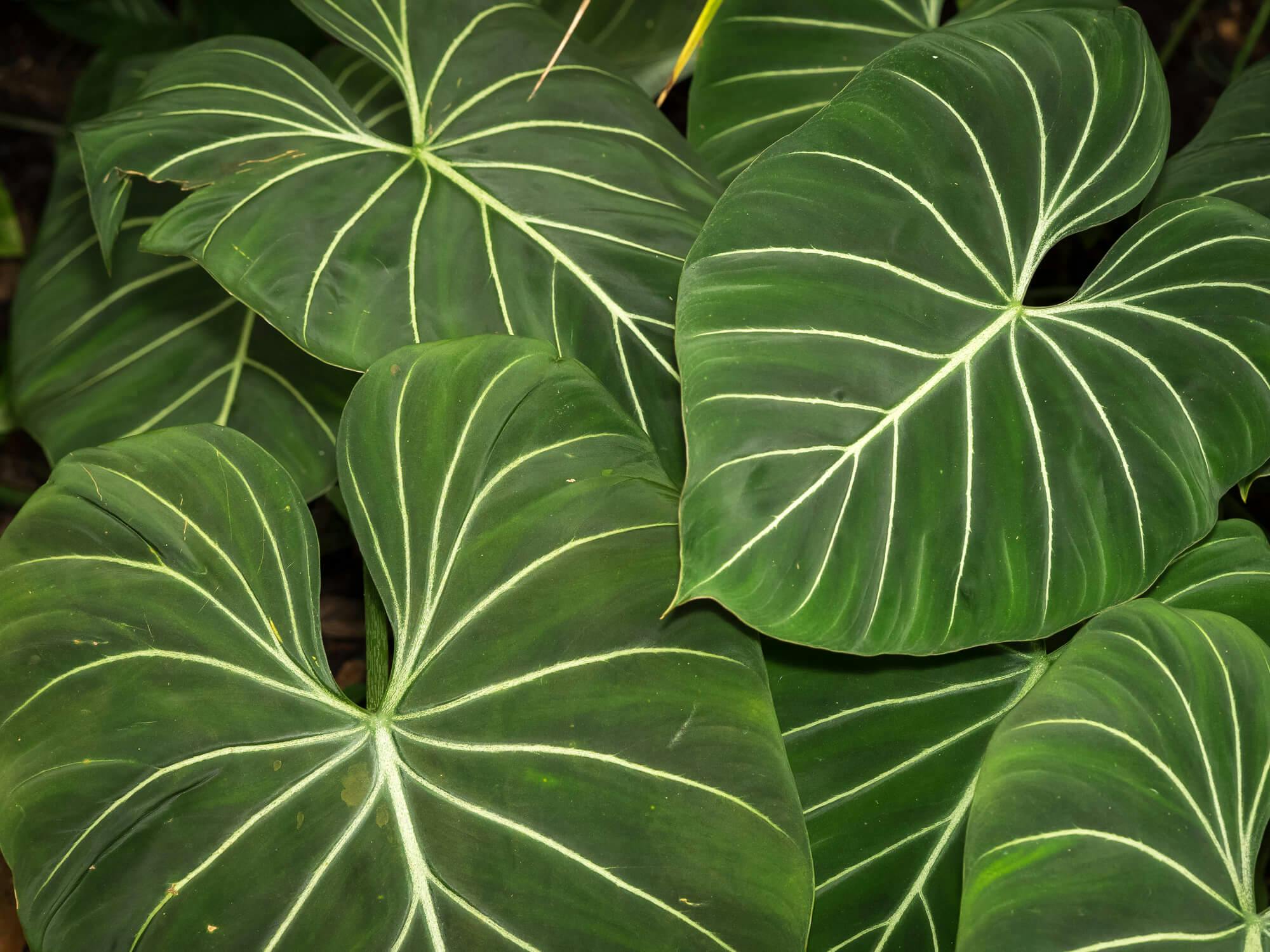 Philodendron Gloriosum leaves