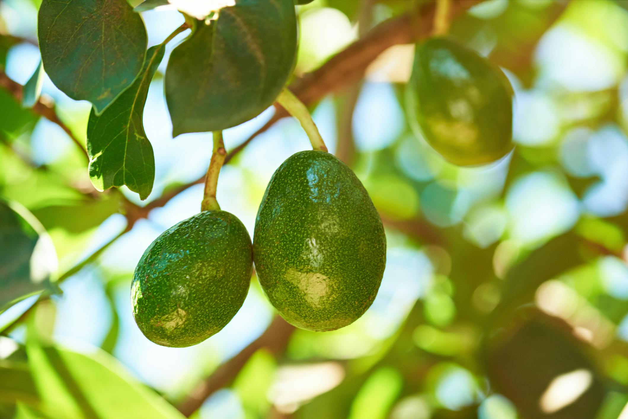 Avocado fruit hanging off of an avocado tree
