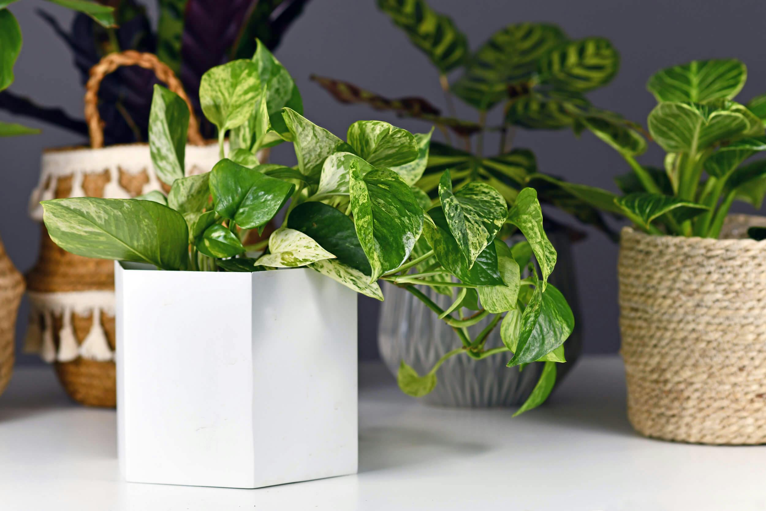 Marble Queen Pothos in a white hexagonal pot amongst other houseplants
