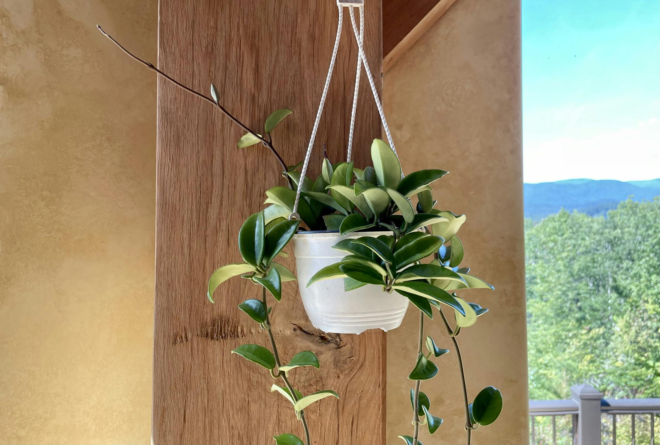 Hoya Plant in a white hanging basket