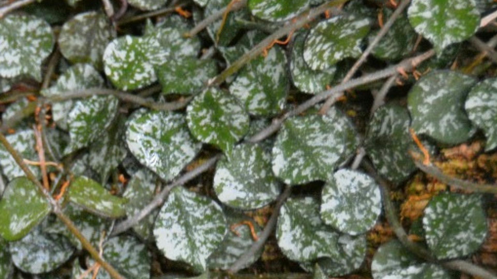 Hoya Curtisii Leaves