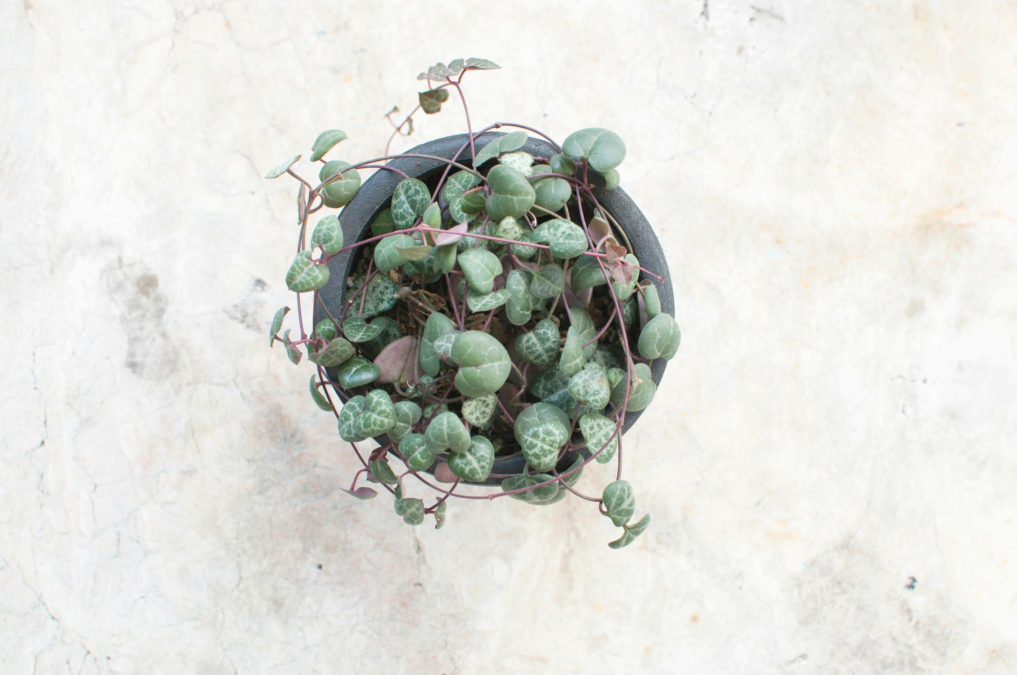 Top view of string of hearts or chain plant in a gray pot.
