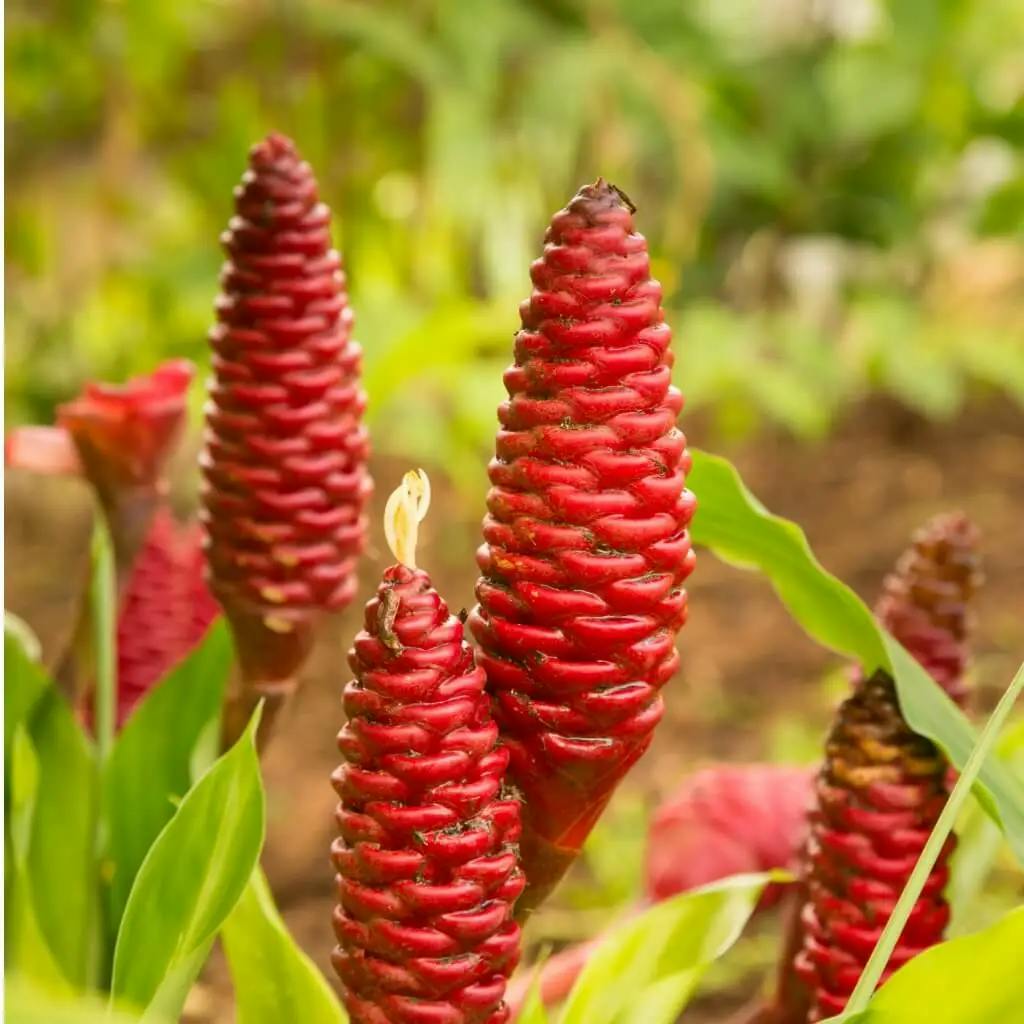 How To Grow And Care For Shampoo Ginger Lily Plant Neverland