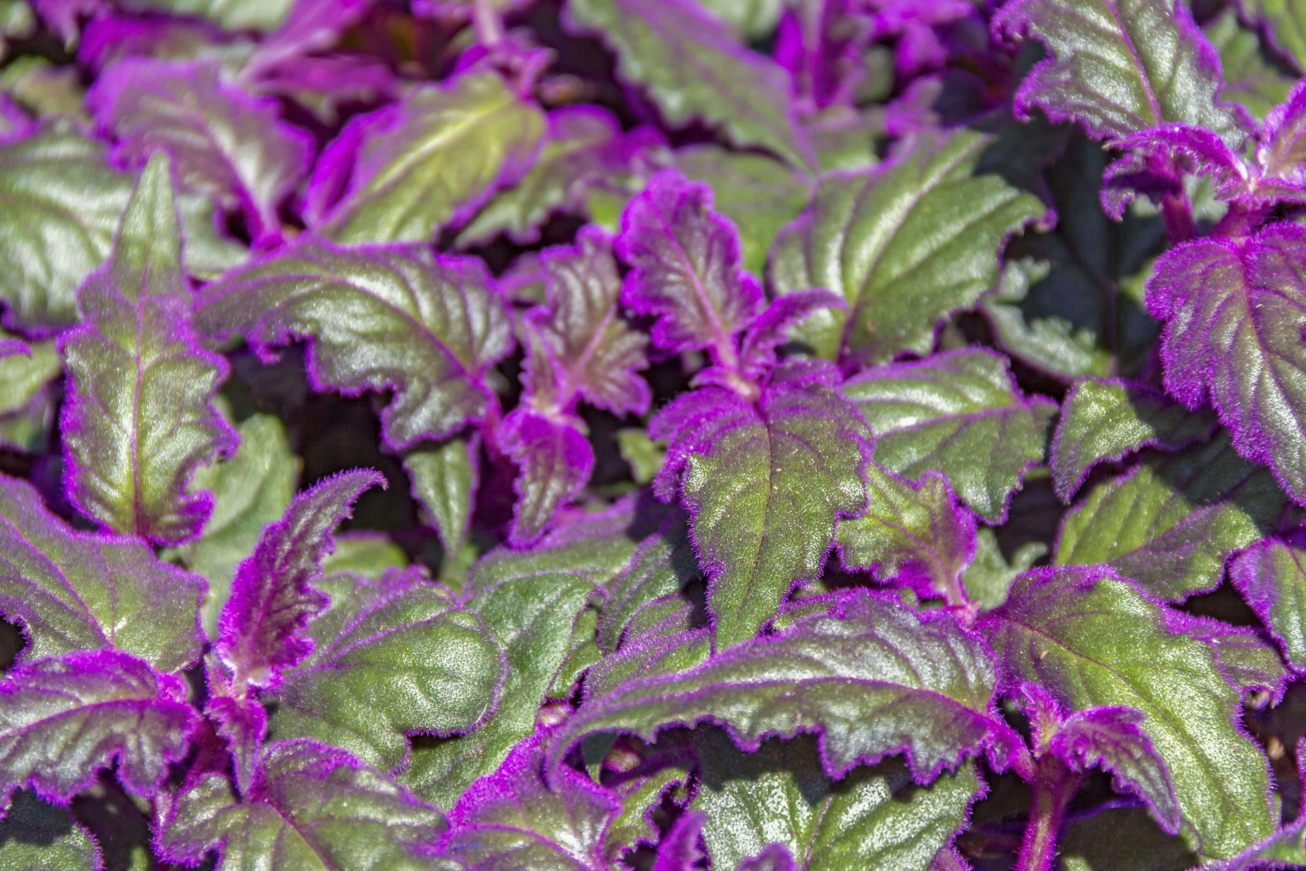 Purple passion plant foliage.