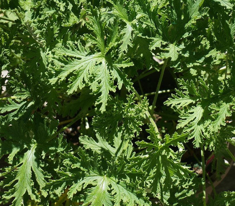 Citronella grass