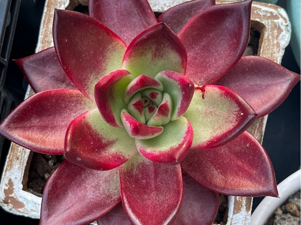 Lipstick Echeveria Image
