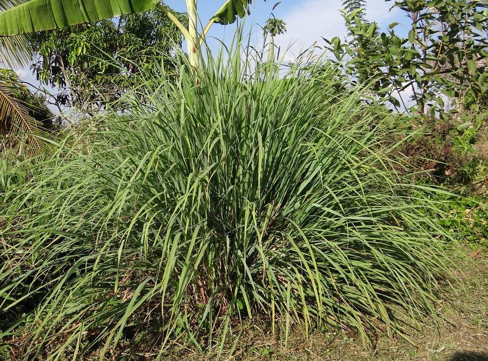 Citronella Plant