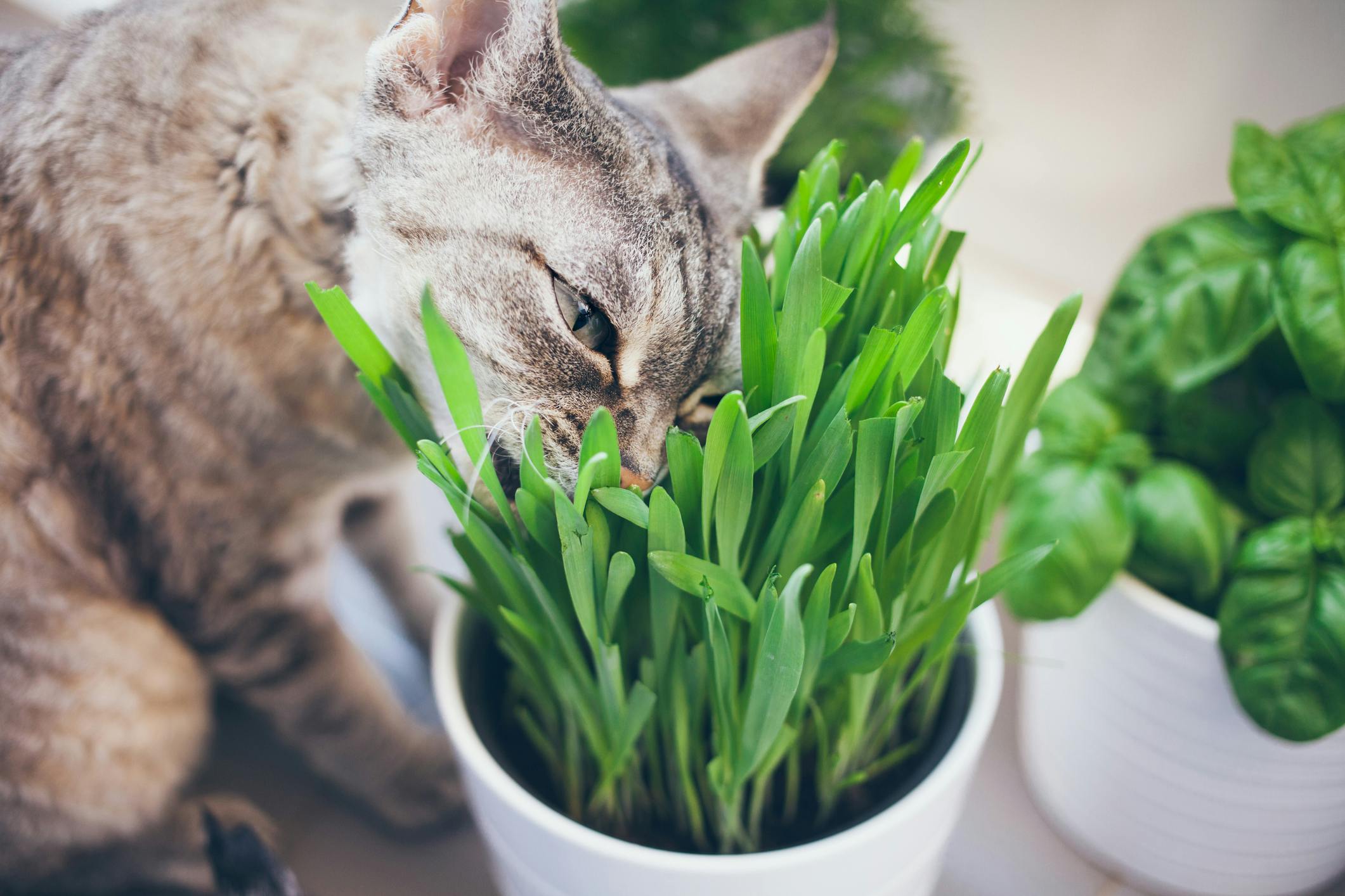 Cat eating the cat grass plant