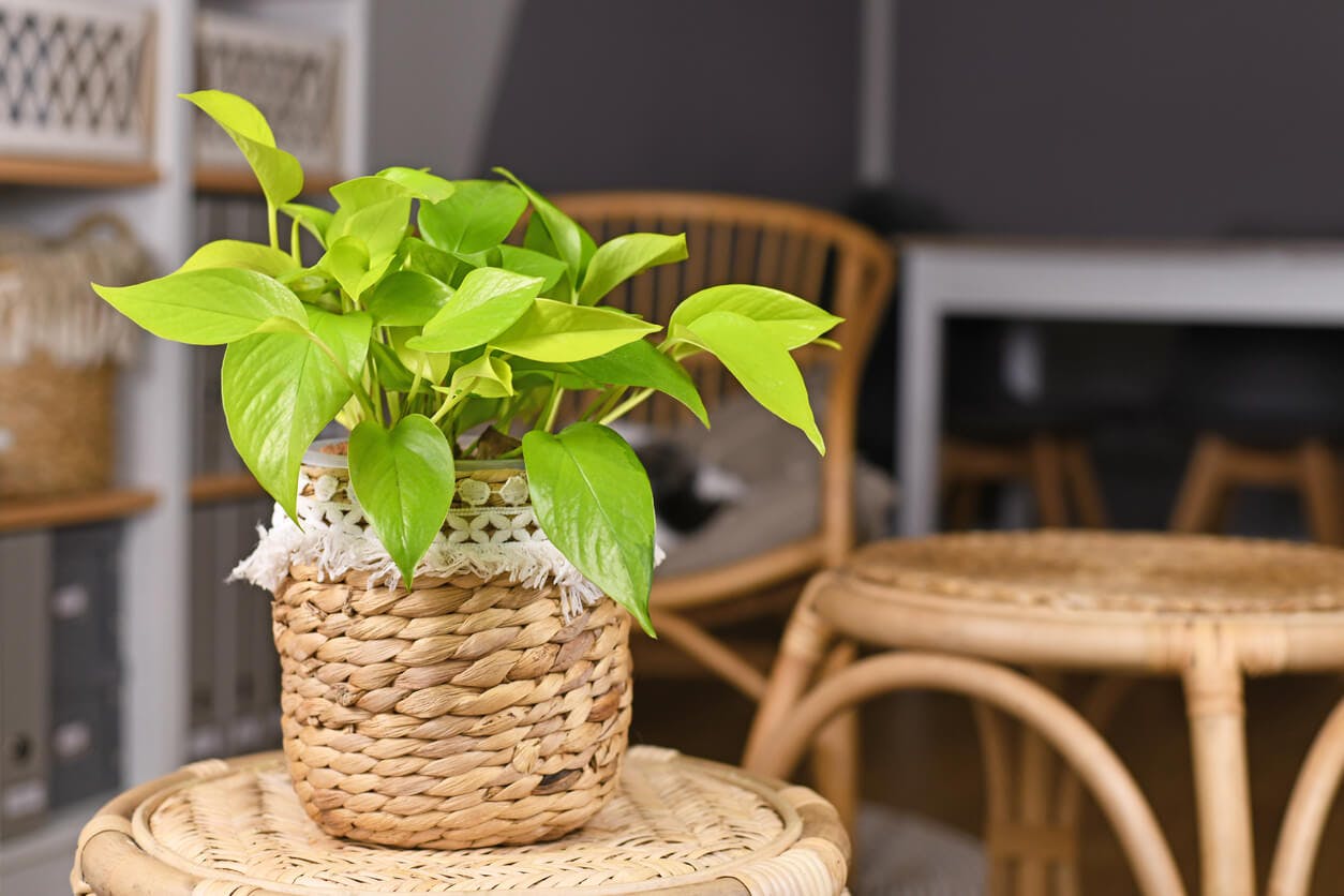 Neon pothos in a straw basket on a straw table.