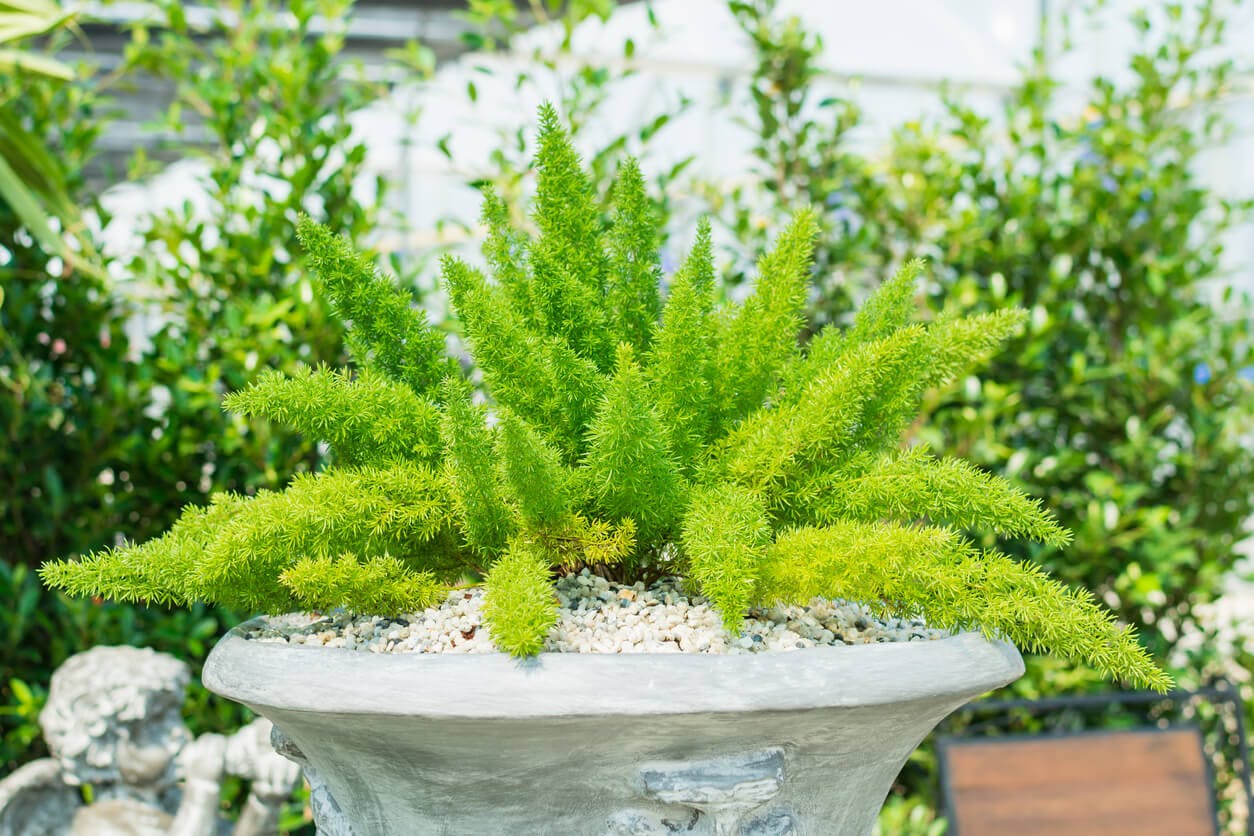 Foxtail fern in a large cement pot.