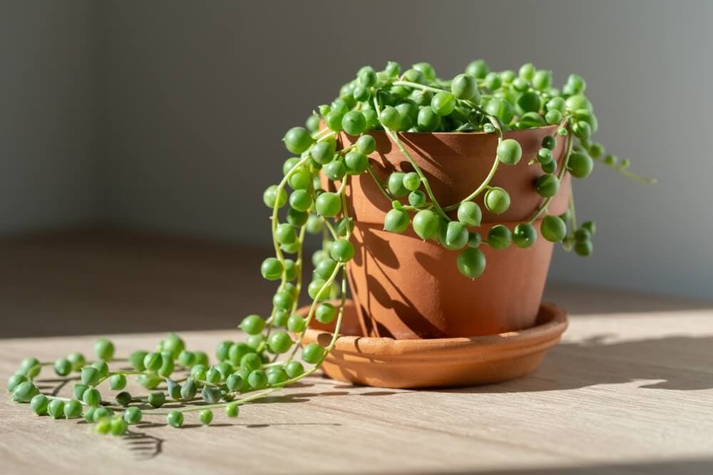 String of pearls in a terracotta pot on a desk.