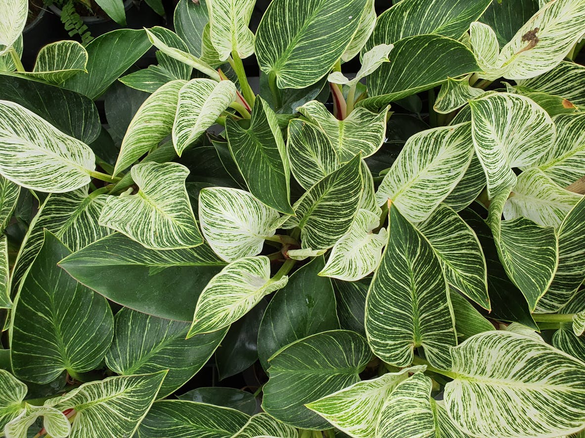 Philodendron Birkin Leaves