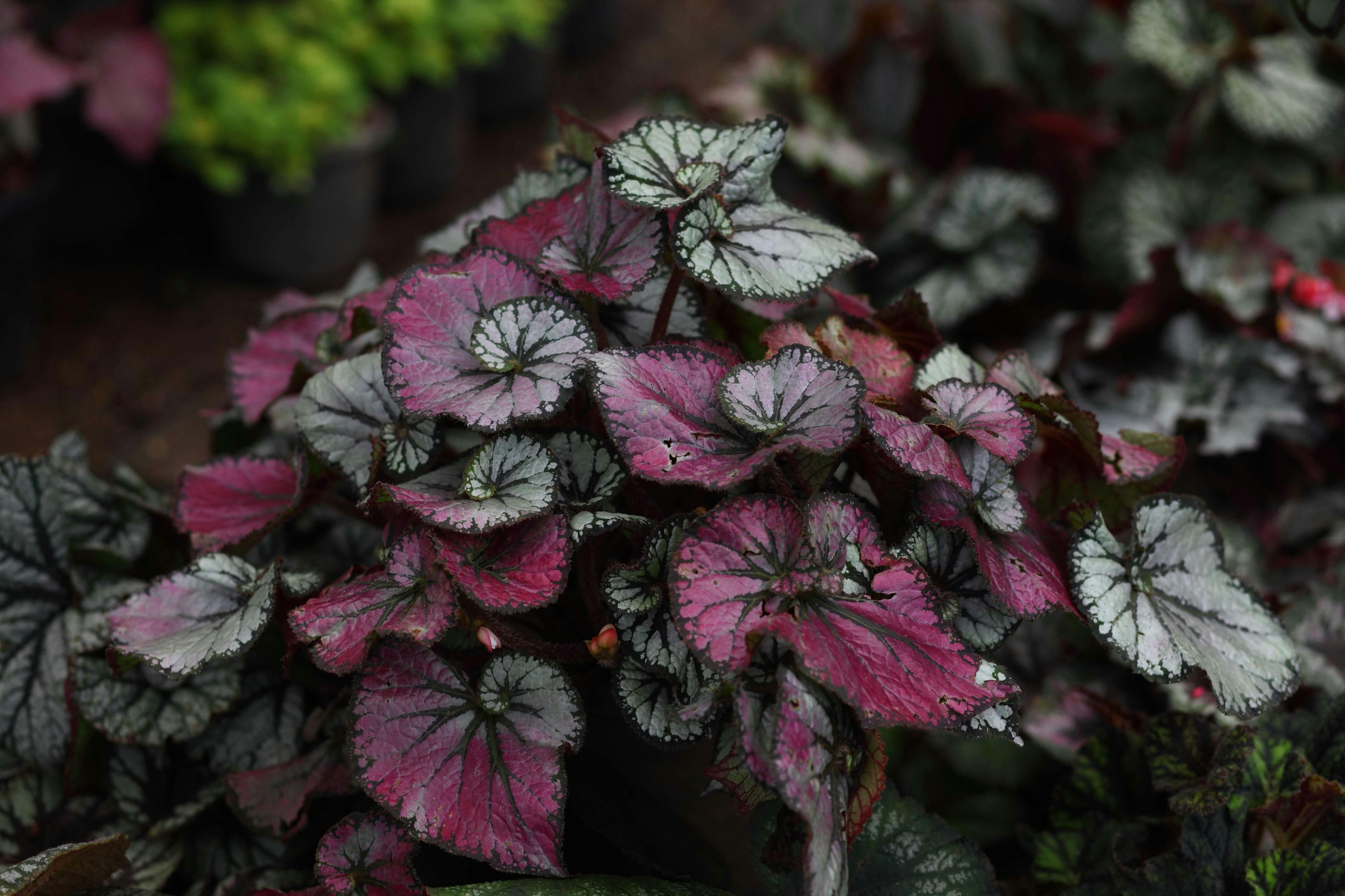 Rex begonias with beautiful violet and silver foliage.