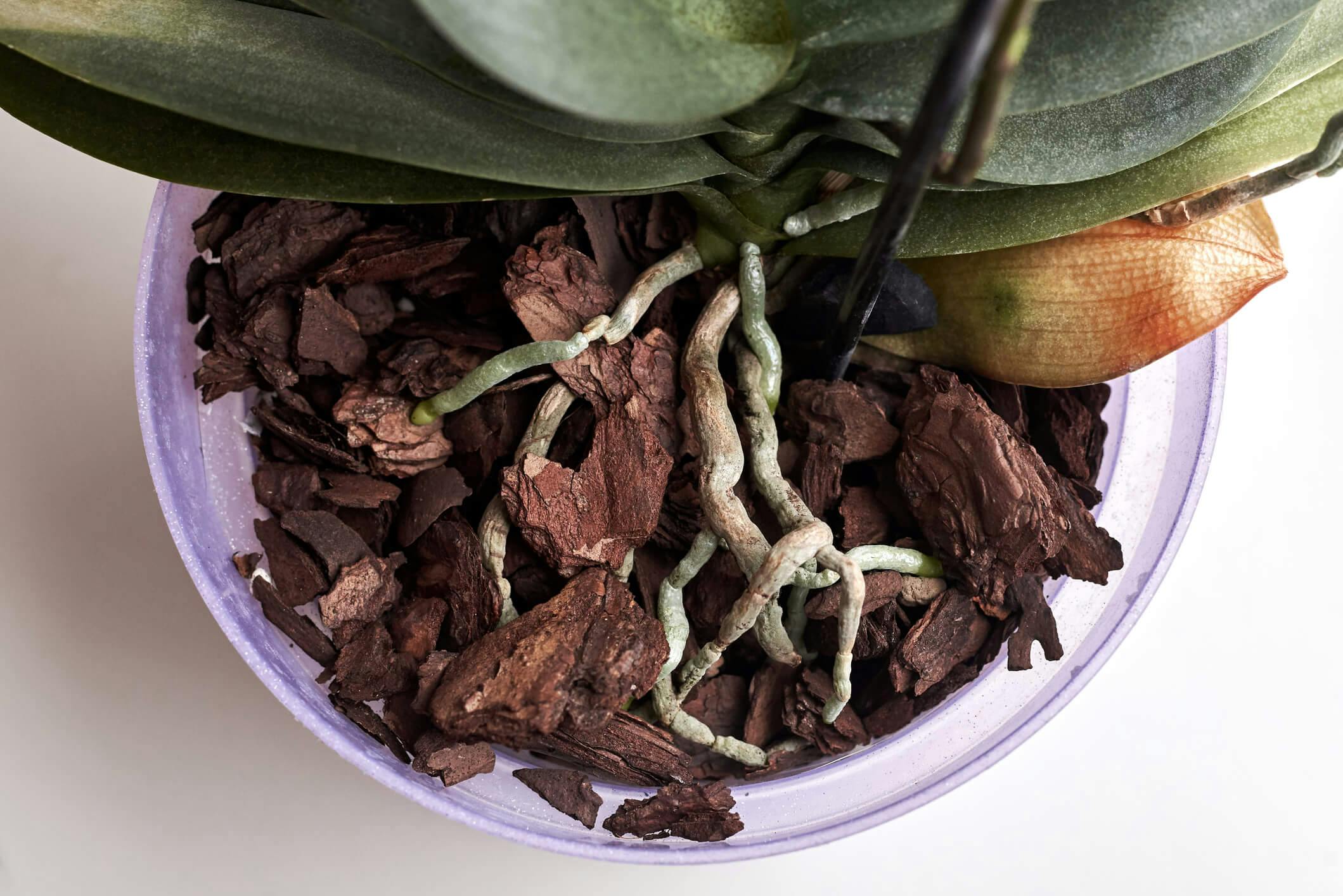 when and how to use orchid bark | neverland