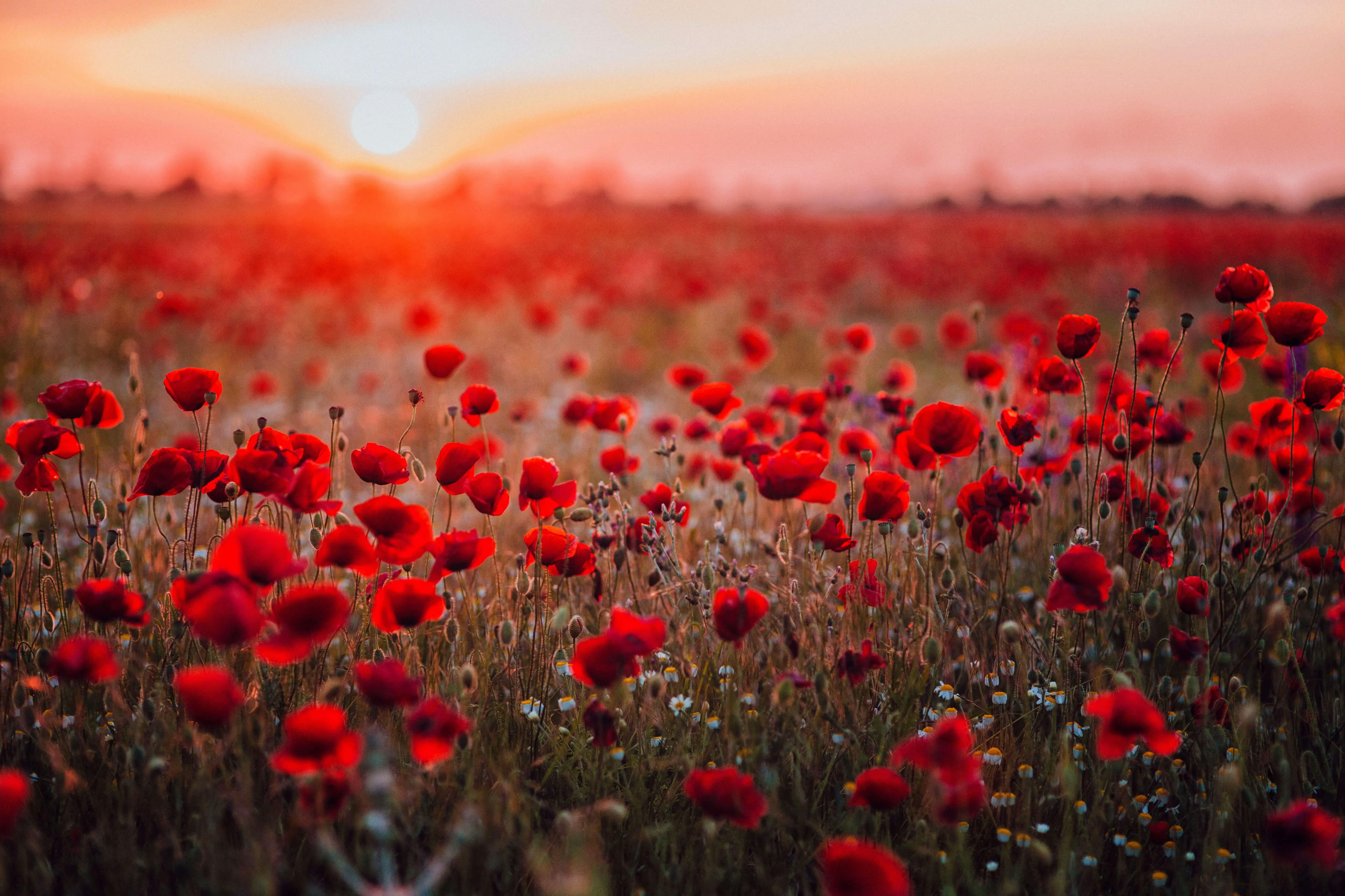 Field of red flowers with a beautiful sunset in the background.