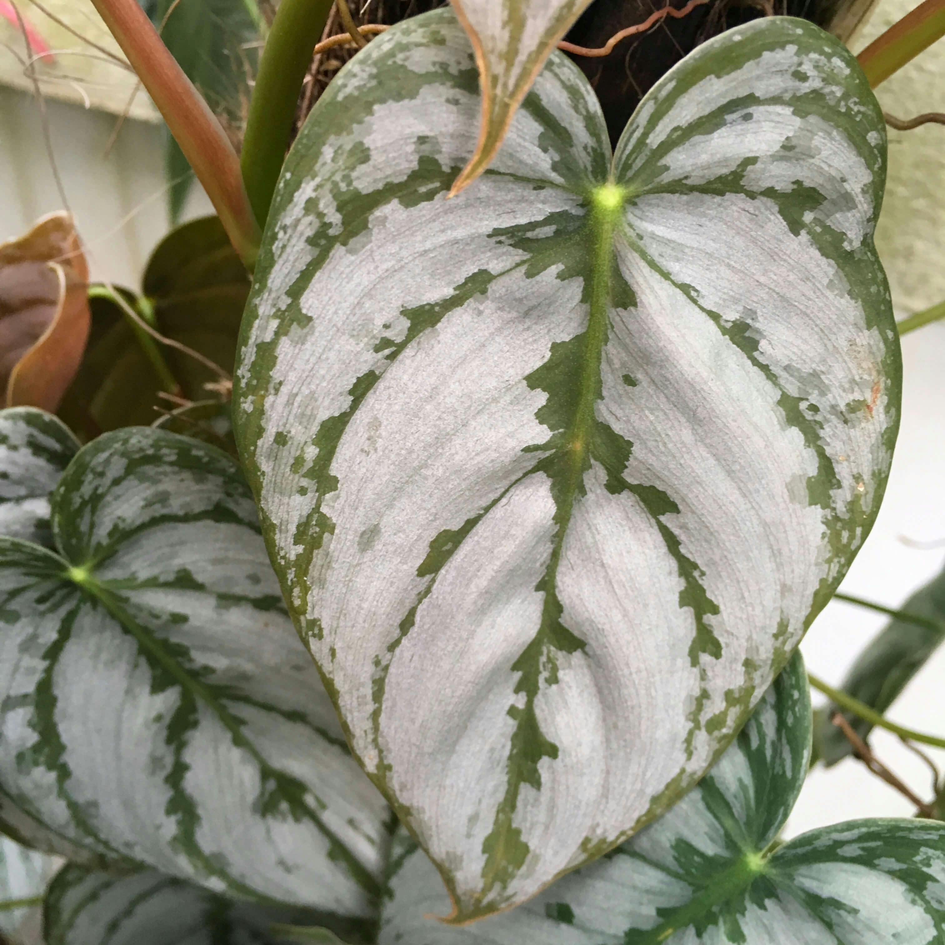 How To Care For The Philodendron Brandtianum Plant Neverland