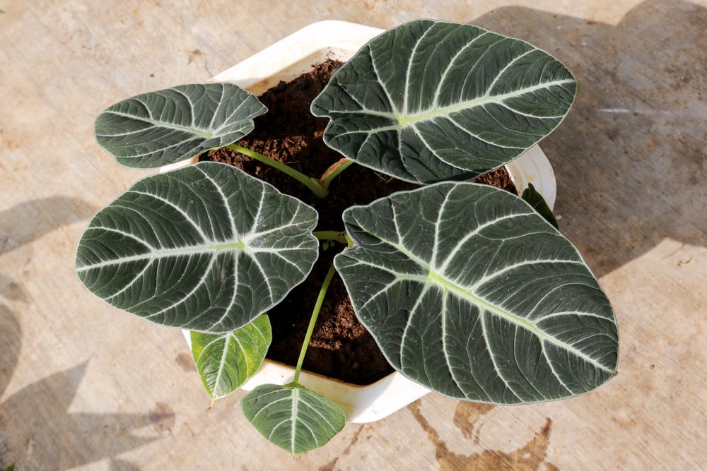 Top level shot of Alocasia Elephant Ear Black Velvet plant in a white pot.