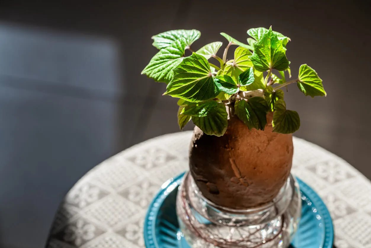 Sweet potato vine in a pot indoors.