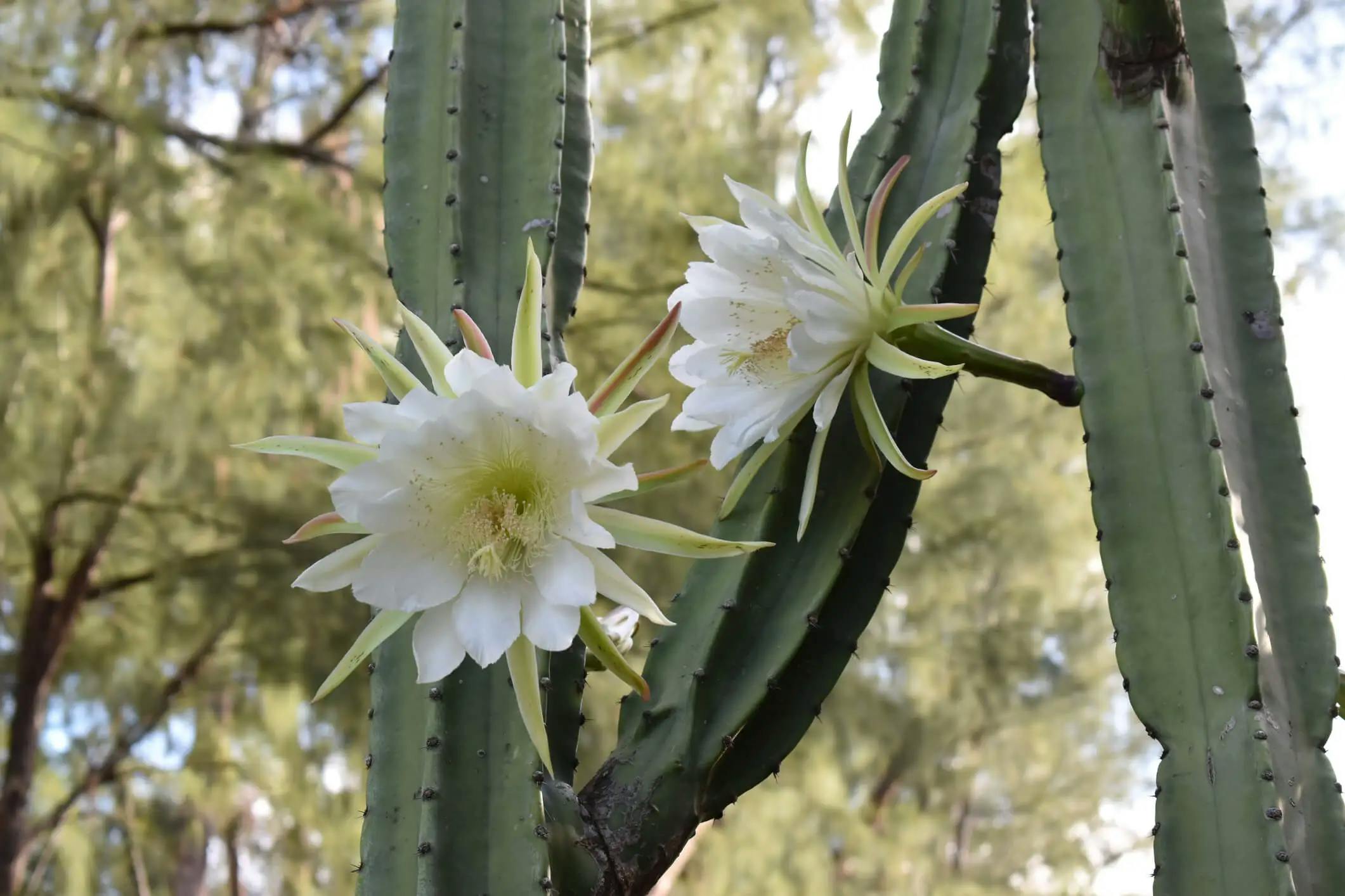 Blooming white flowers on a large san pedro cactus.
