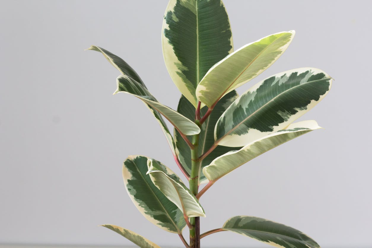 Ficus Tineke - iStock, Tatiana Foxy