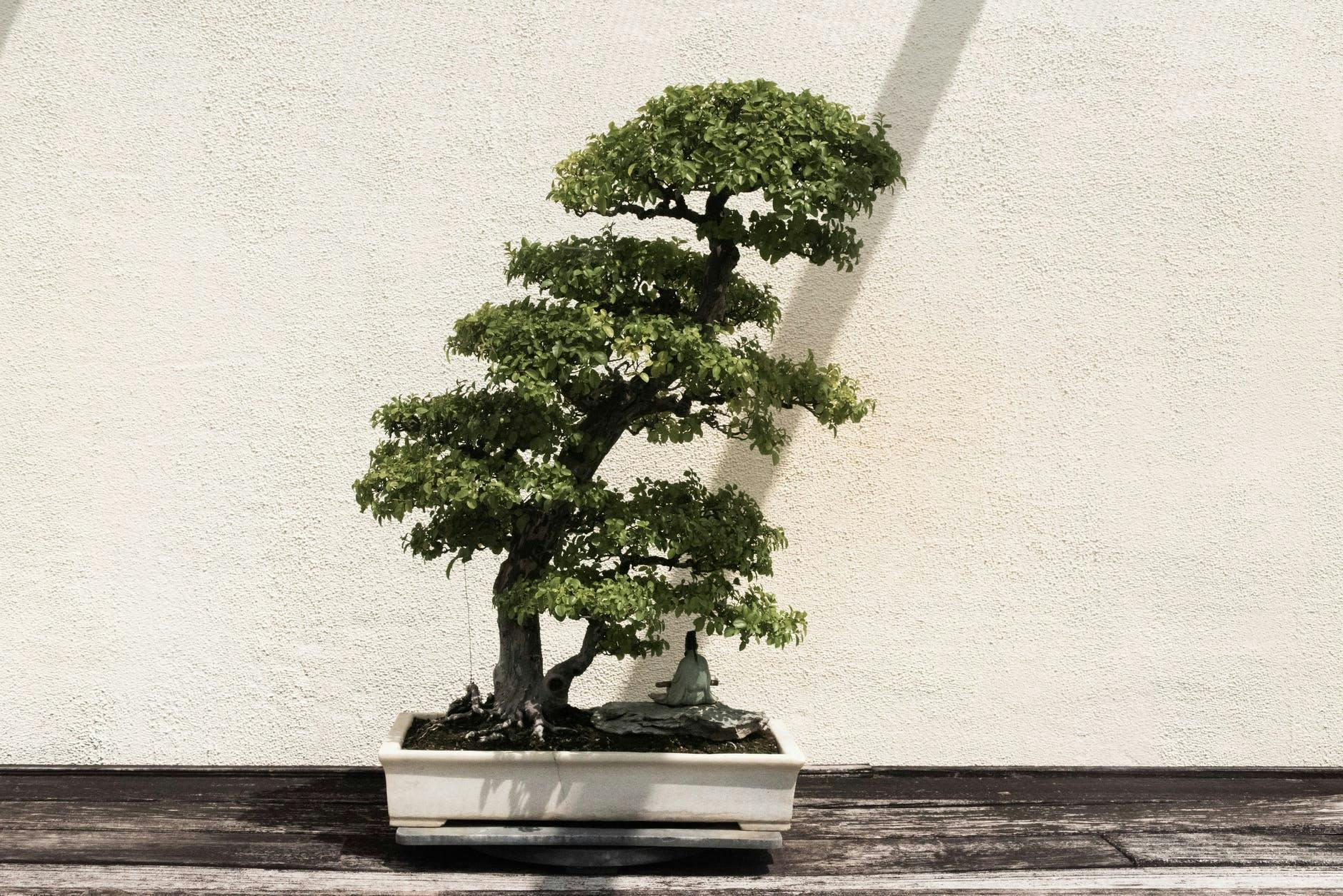 Chinese Elm Bonsai in a white pot